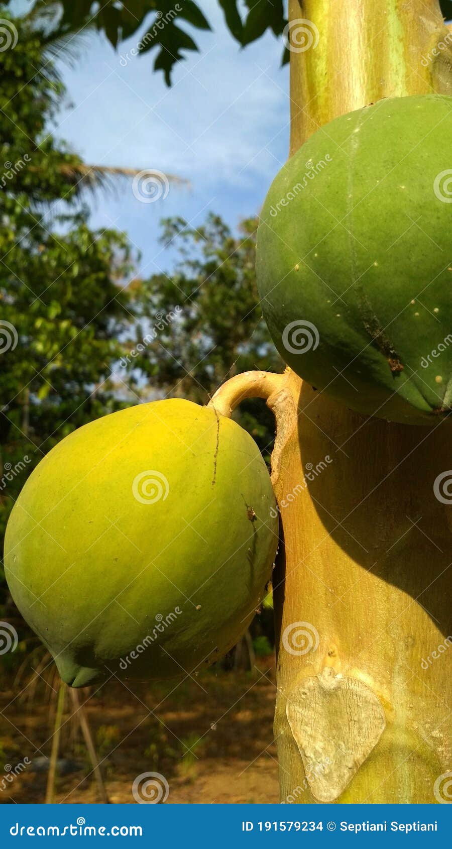 Papaya in the yard stock photo. Image of branch, vegetable 191579234