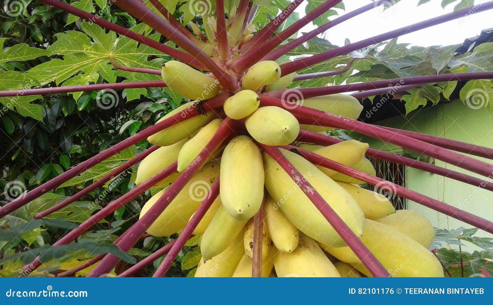 Papayas stock photo. Image of papayas, papaya, yellow 82101176