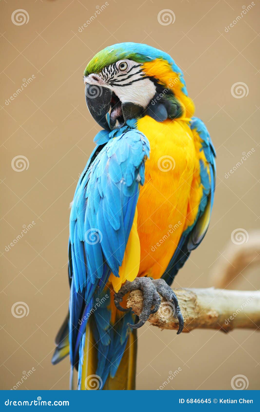 kast bijzonder heilig Papegaai - Blauwe Gele Ara stock afbeelding. Image of leuk - 6846645