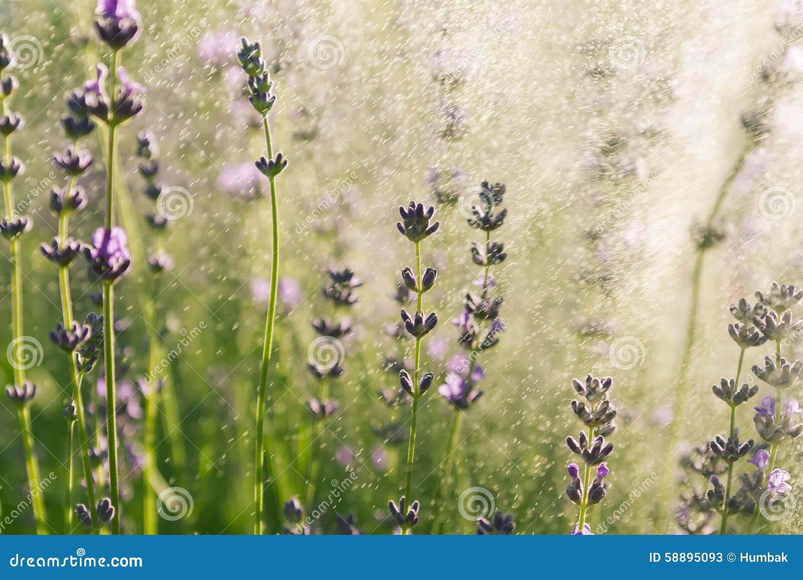 Papel De Parede Da Alfazema Imagem de Stock - Imagem de flor, crescimento:  58895093, image size:1600x1157