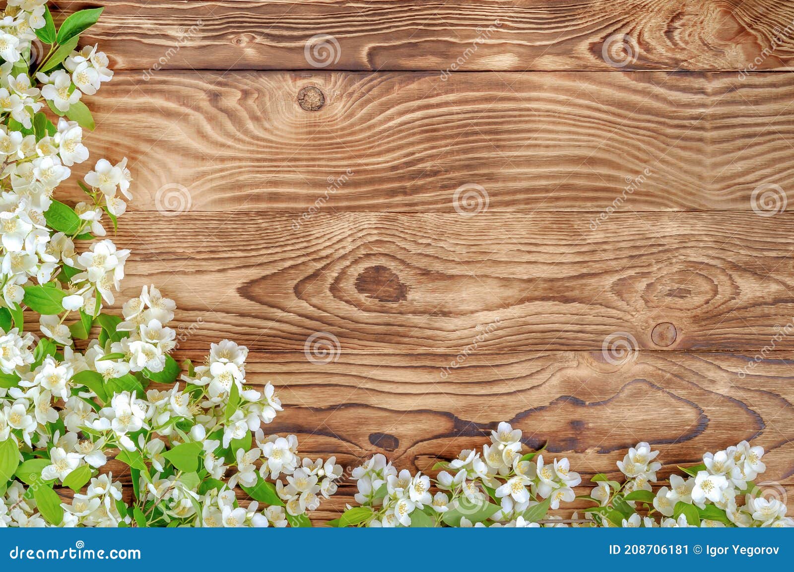 Papel De Parede De Flores De Jasmim Imagem de Stock - Imagem de beleza,  quadro: 208706181