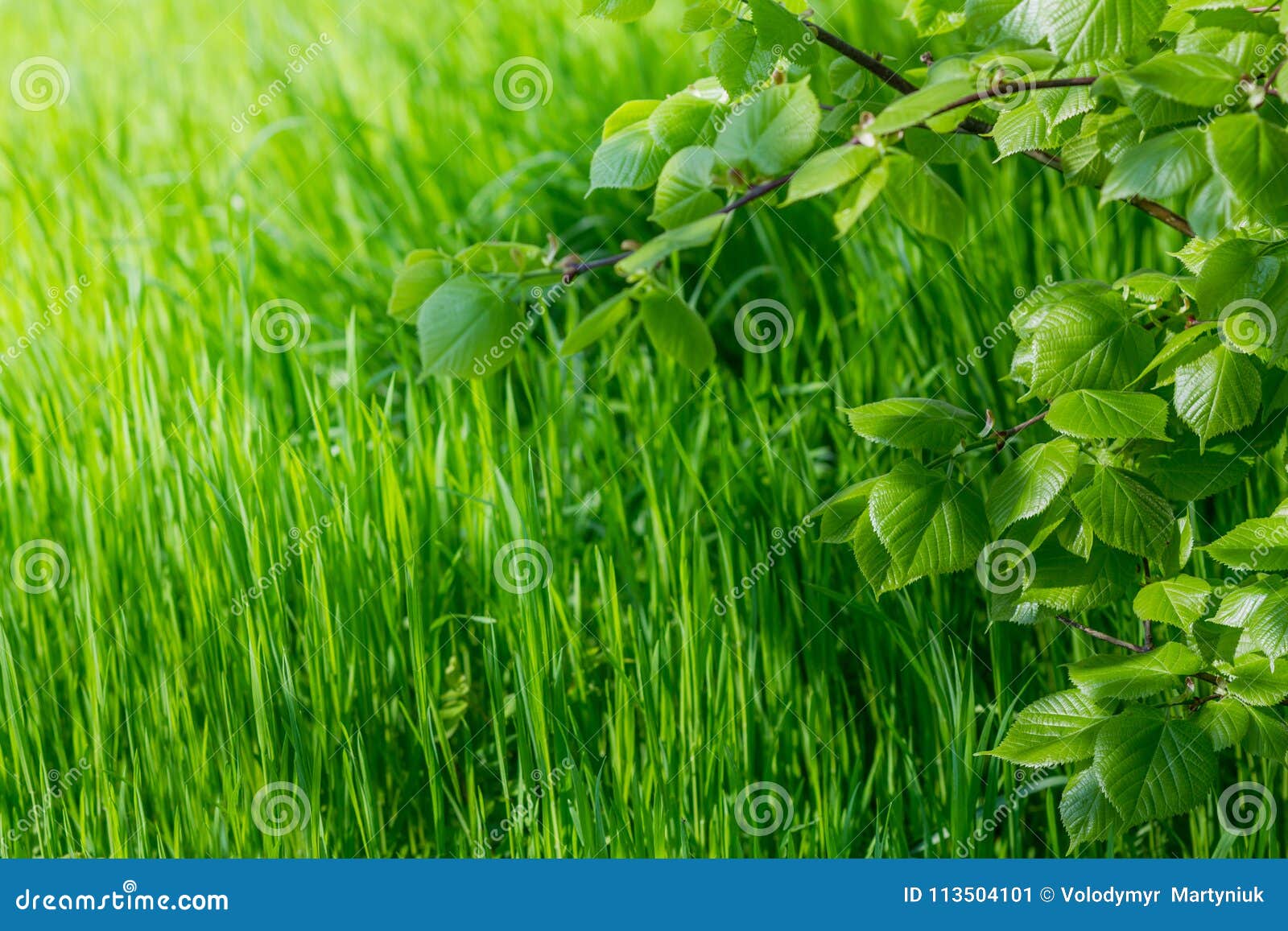 Papel pintado de la primavera Vista de la hierba verde del primer y de las hojas frescas en una rama en la luz del sol Fondo con el espacio de la copia Concepto de la ecología y de la naturaleza Foco selectivo