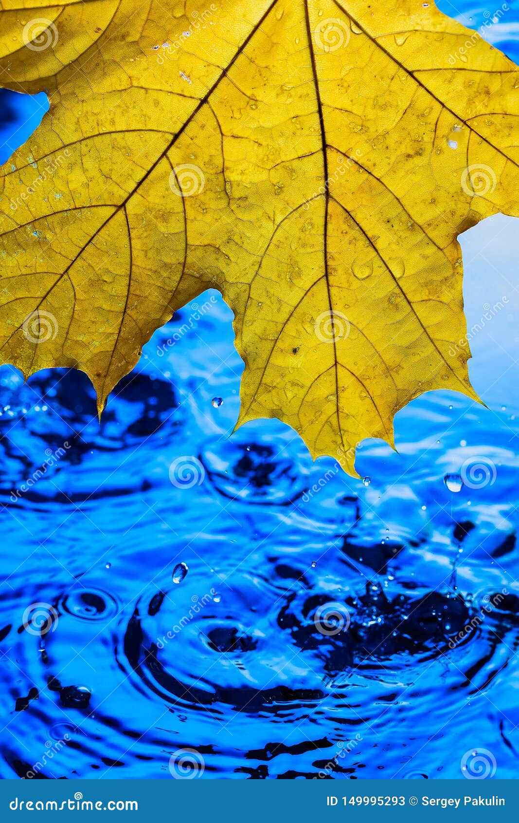 Papel Pintado Del Fondo Para Los Protectores De Pantalla Hoja Amarilla Del  Otoño Sobre El Agua Azul Durante La Lluvia Salpica Y C Imagen de archivo -  Imagen de fondo, frescura: 149995293