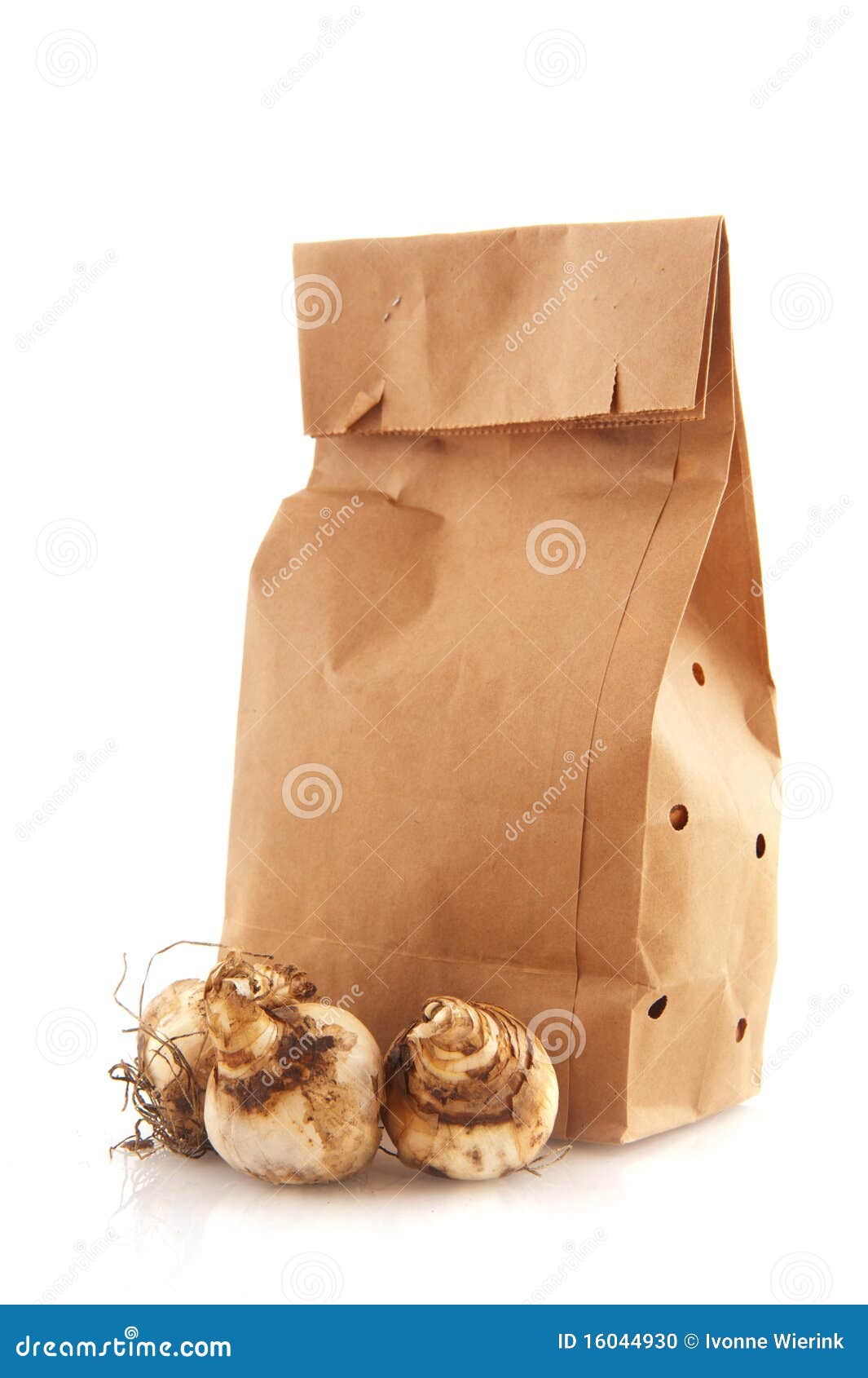 Paper Bags With Flower Bulbs Stock Photo Image 16044930