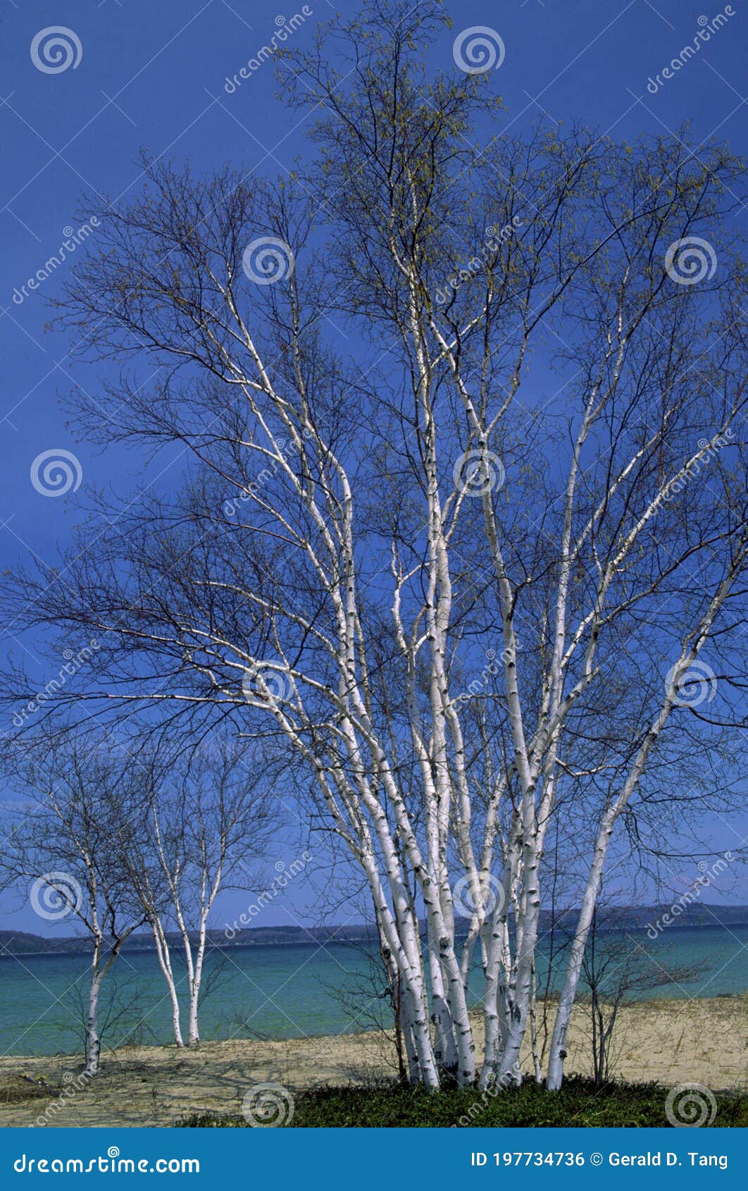 Paper Birch Betula Neoalaskana Bark Background Stock Image 26999143