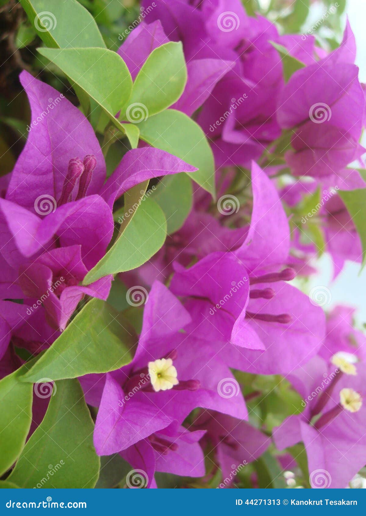 Paper Flowers Maroon Colour Stock Image Image of tropical, paper