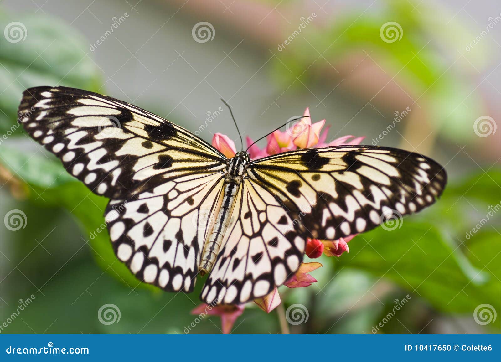 Paper Kite Butterfly stock photo. Image of kite, green - 10417650