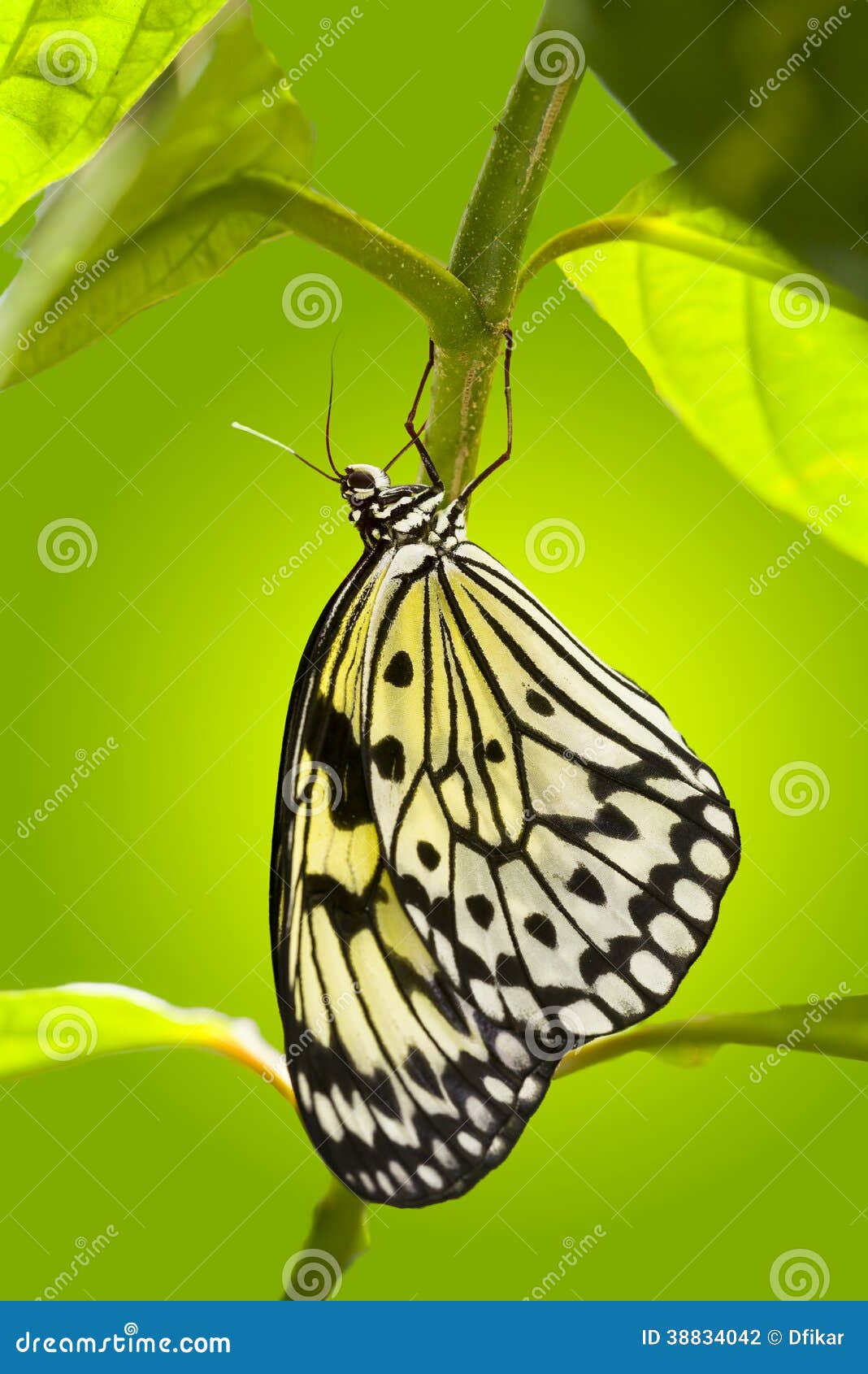 Paper Kite Butterfly stock photo. Image of nature, leuconoe 38834042