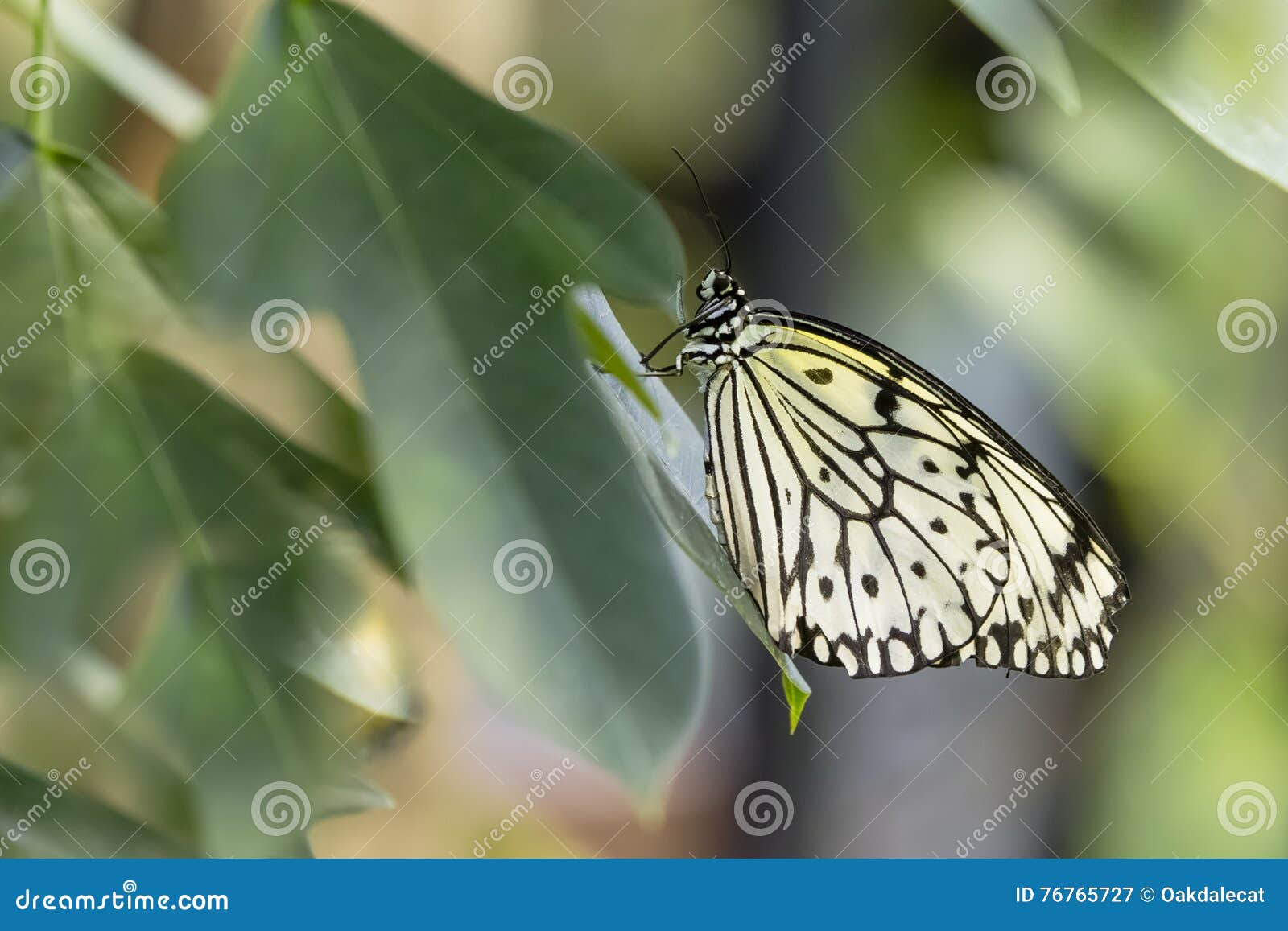 Paper Kite Butterfly stock image. Image of paper, pattern - 76765727