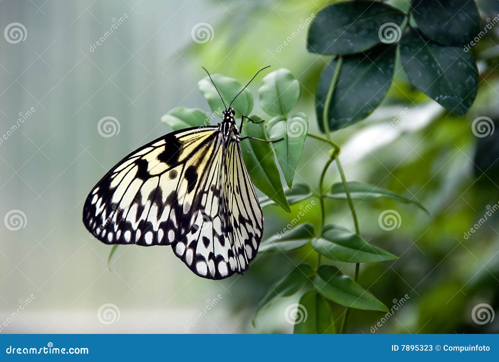 Paper Kite Butterfly on Plant Stock Image Image of patterned