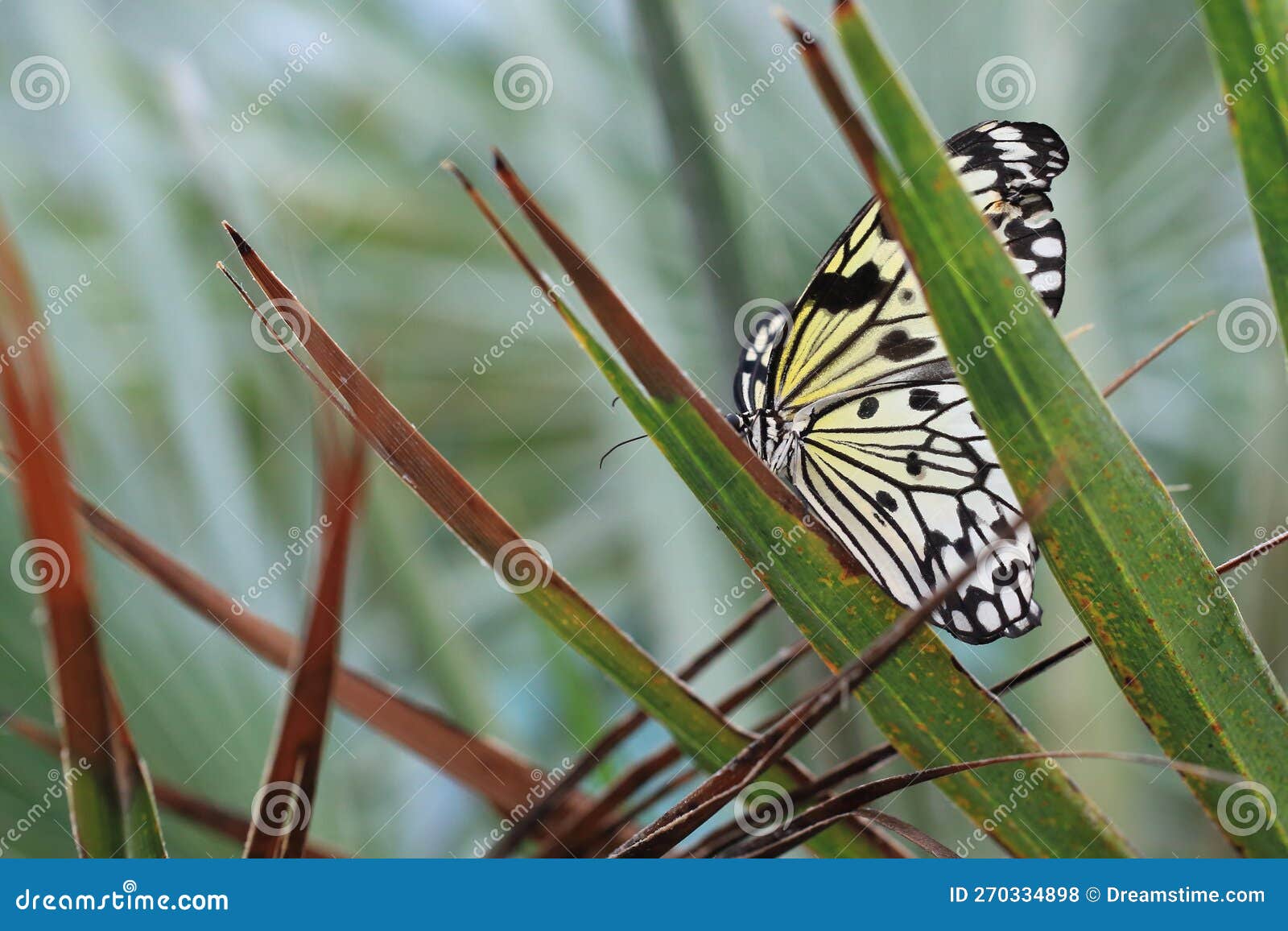 Paper kite butterfly stock photo. Image of butterfly 270334898