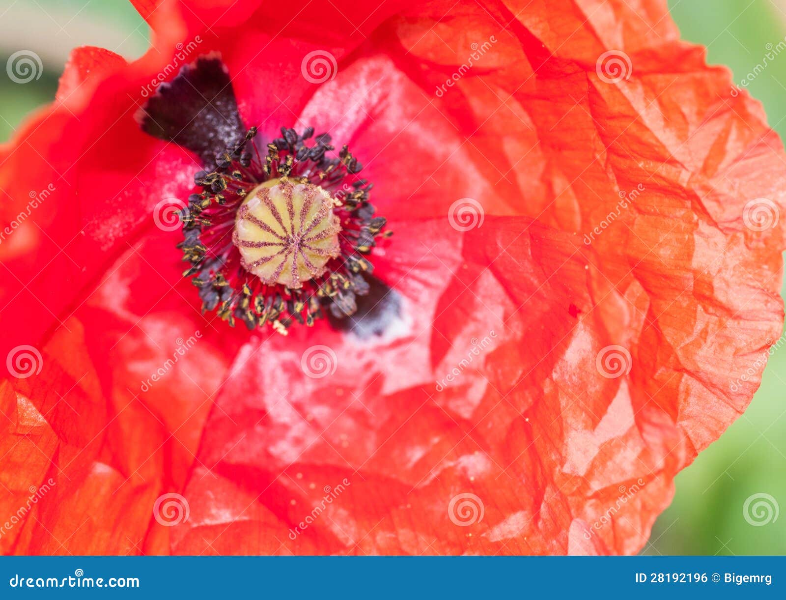 Paperlike Petals stock photo. Image of petal, flower 28192196