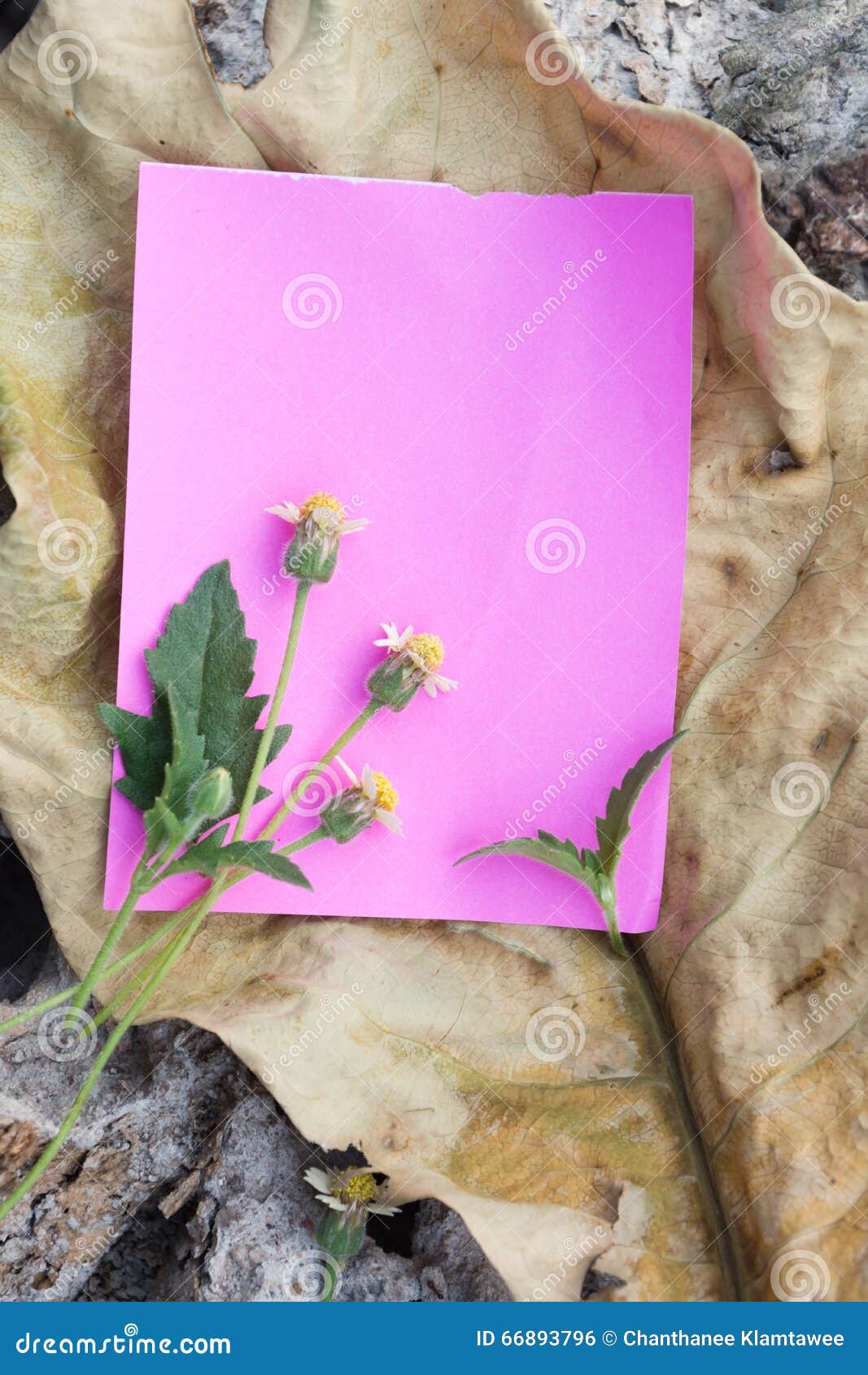 Paper note on dry wood stock photo. Image of manuscript 66893796