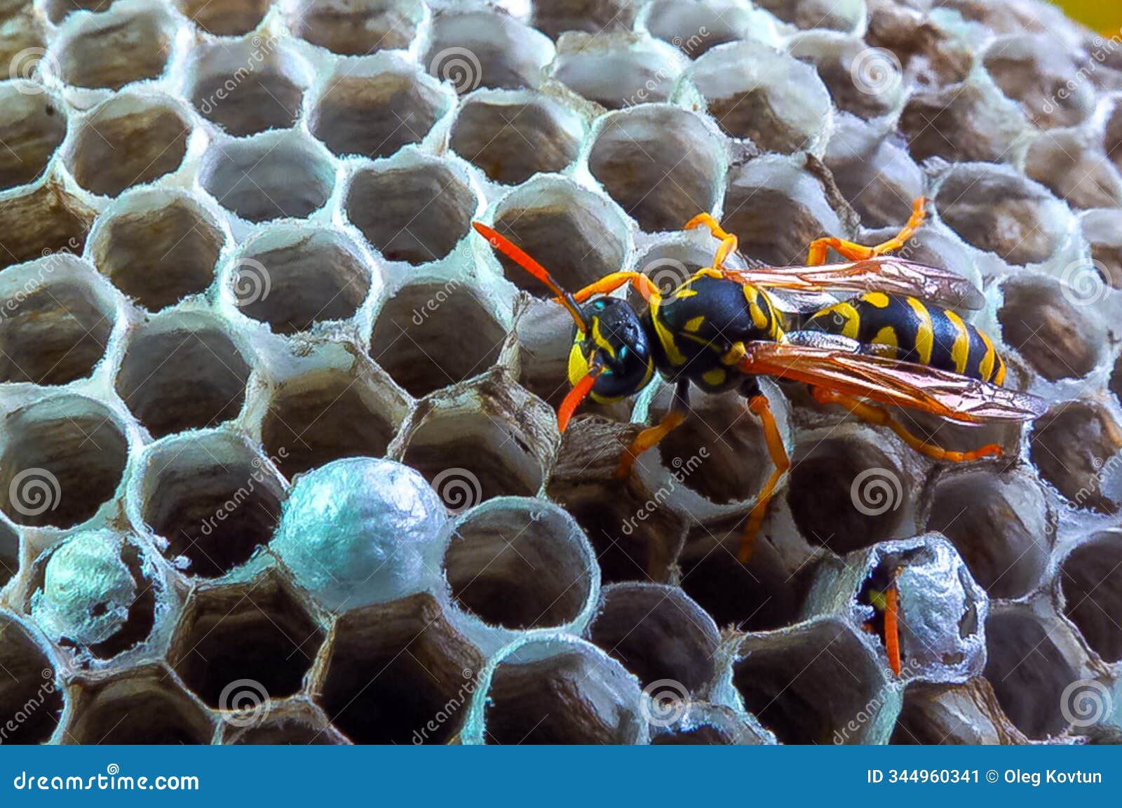 paper wasp polistes gallicus - wasp nest with larvae and pupae in paper honeycomb