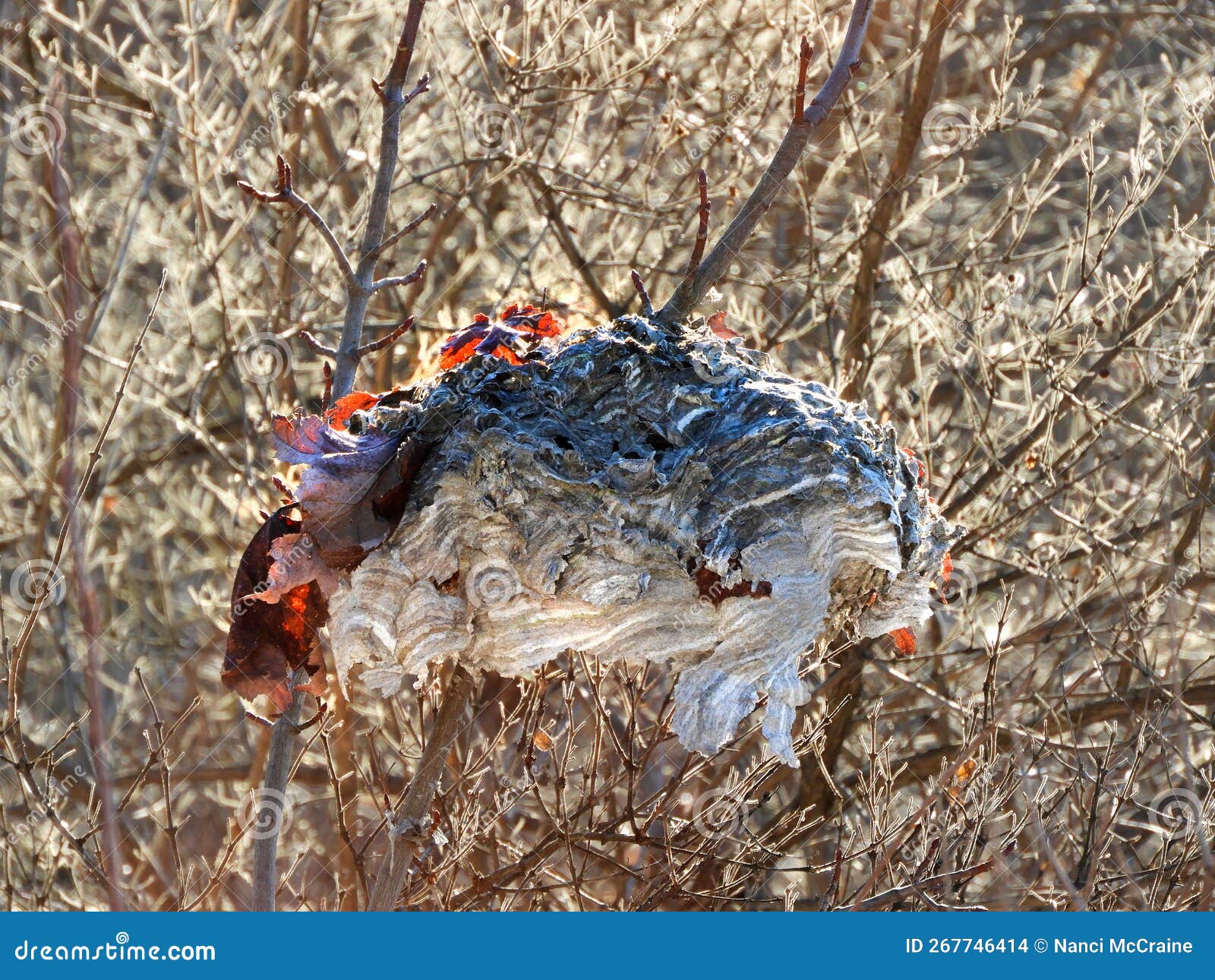 Paper Nest of Yellow Jacket Wasp Broken Nest Hanging in Tree Branches Stock Photo Image of
