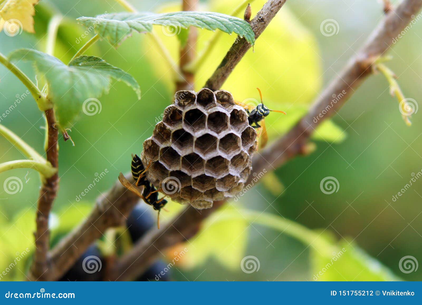 paper wasps construct nest