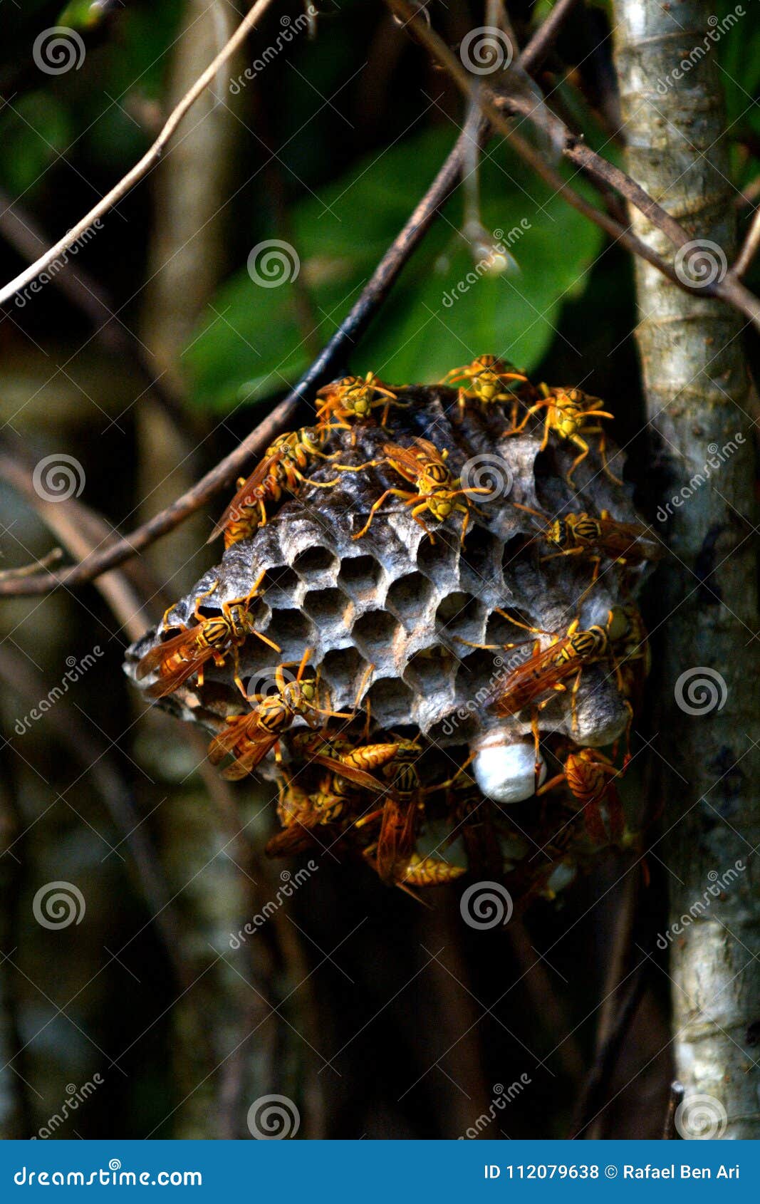 Paper Wasps in Rarotonga Cook Islands Stock Photo - of wood, nest: 112079638
