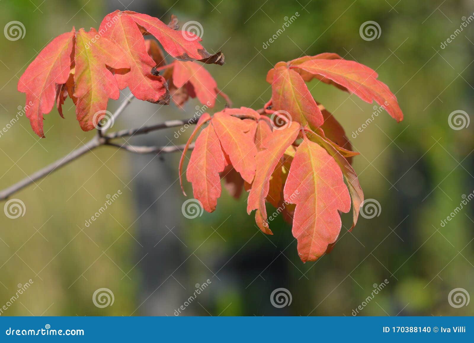 paperbark maple