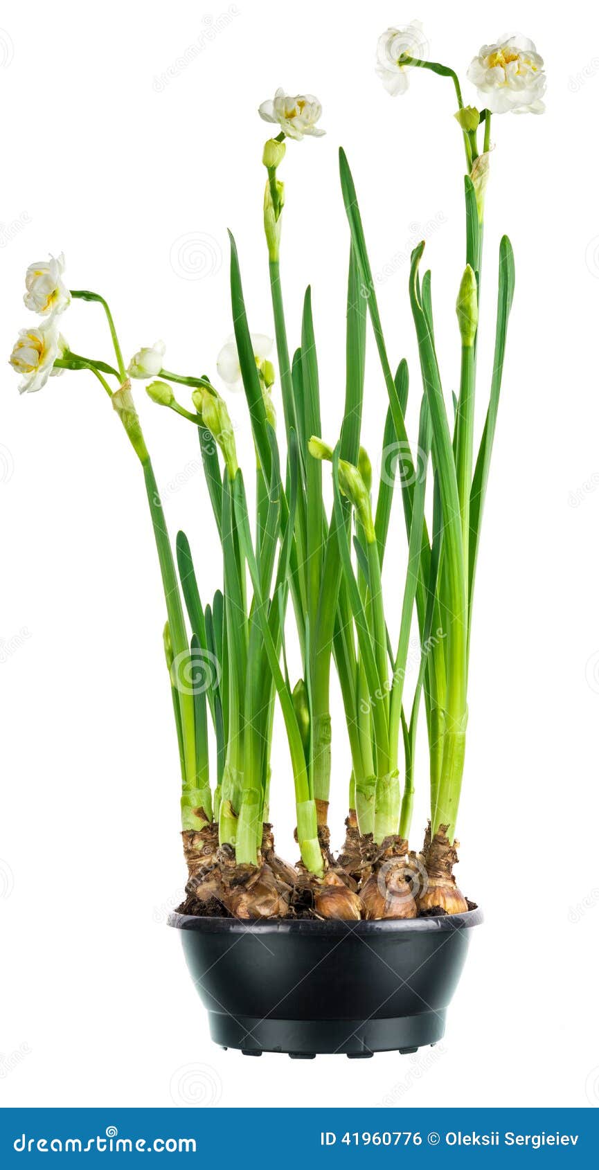 Paperwhite daffodils stock photo. Image of leaf, idyllic 41960776