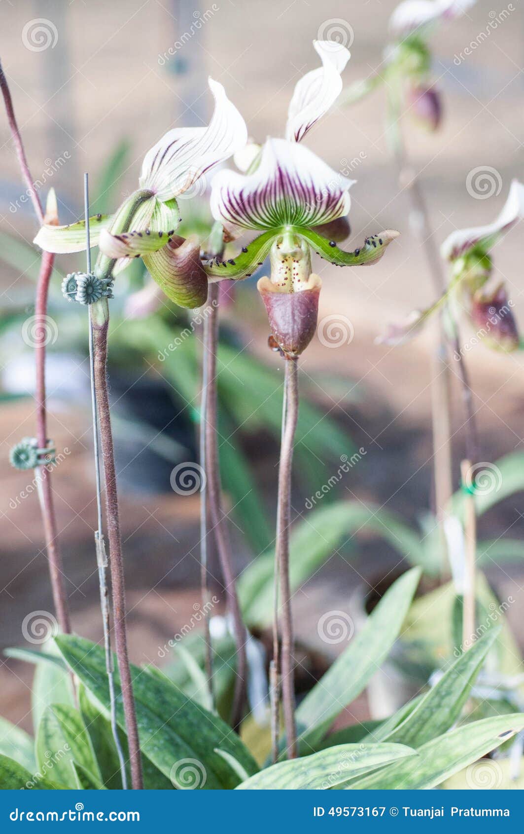 Paphiopedilum Leeanum De La Orquídea De Deslizador Imagen de archivo -  Imagen de rosa, exterior: 49573167