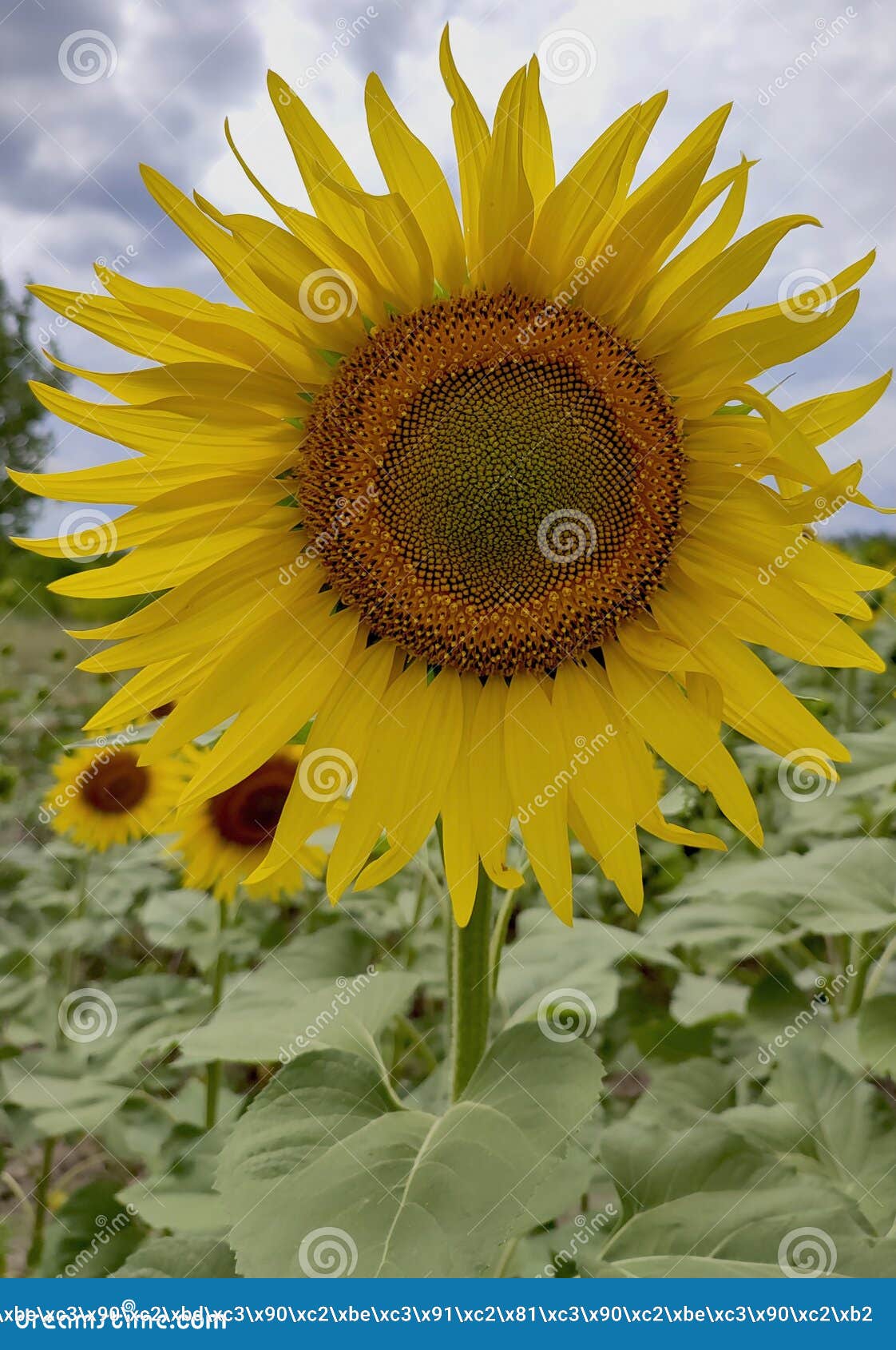 Champ de tournesol avec coucher de soleil - papier peint