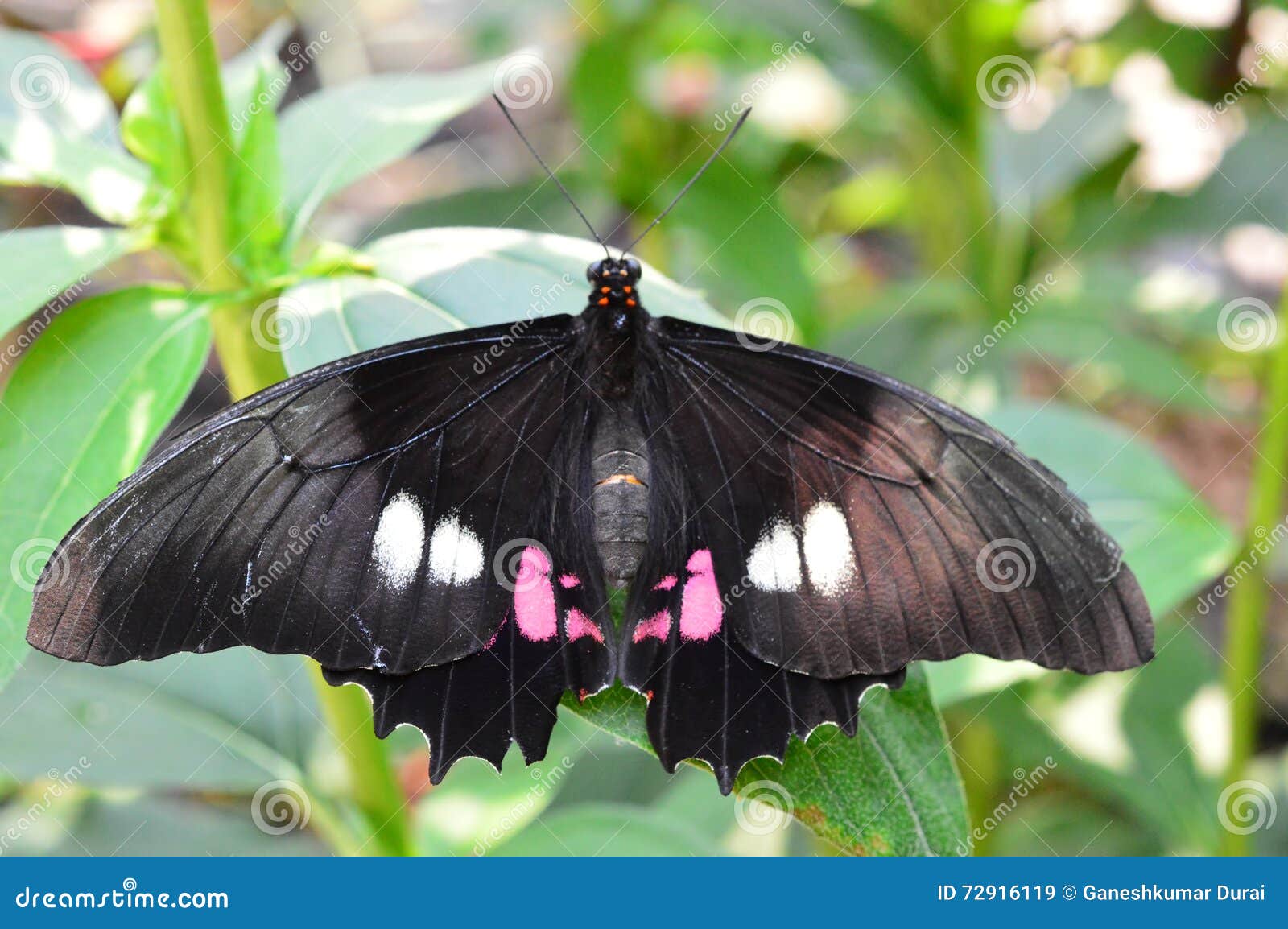 Papilio Demodocus Butterfly Stock Image Image Of Botanical