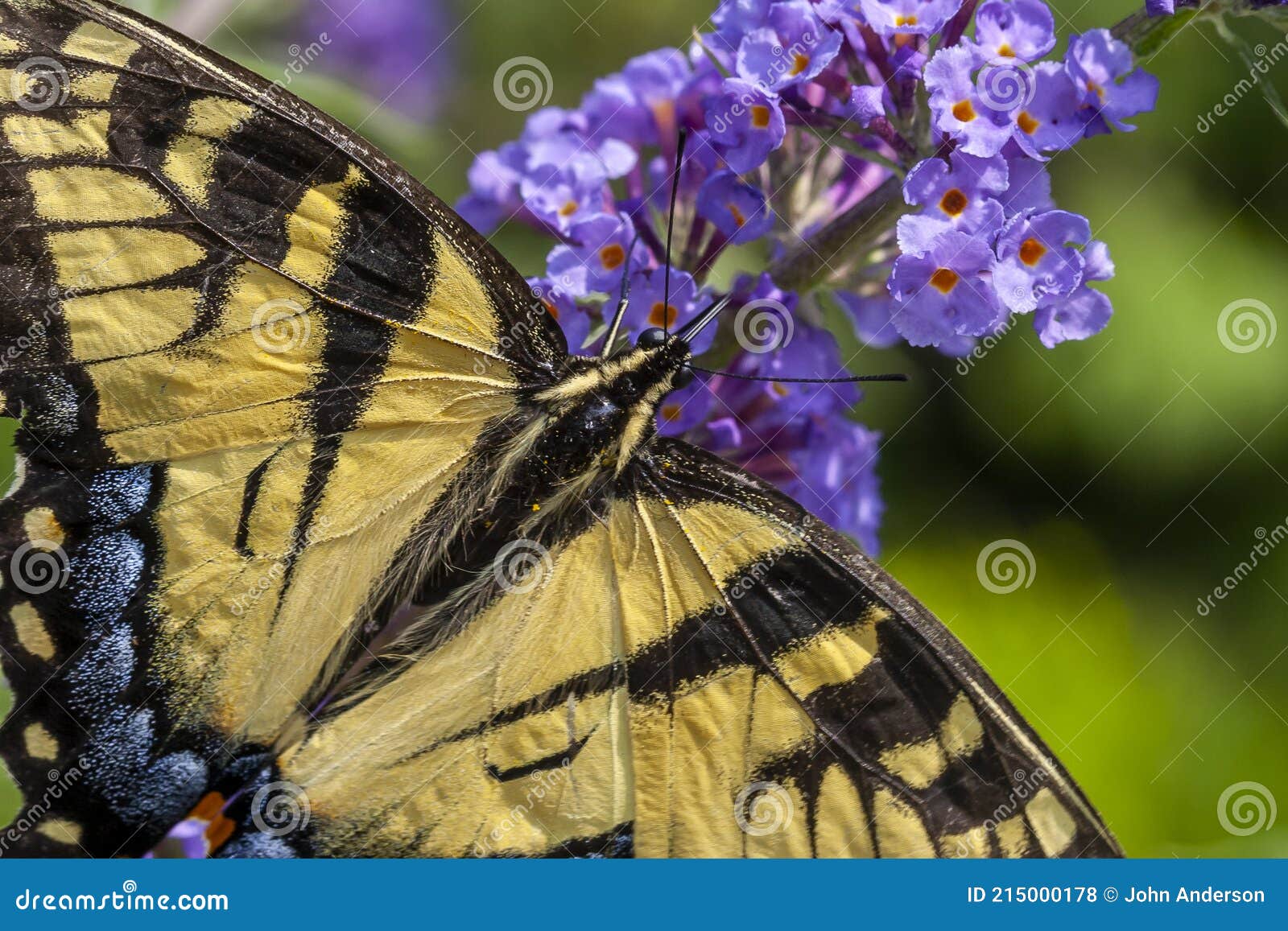 Papilio Glaucus Oriental Tigre Swallowtail Foto De Archivo Imagen De