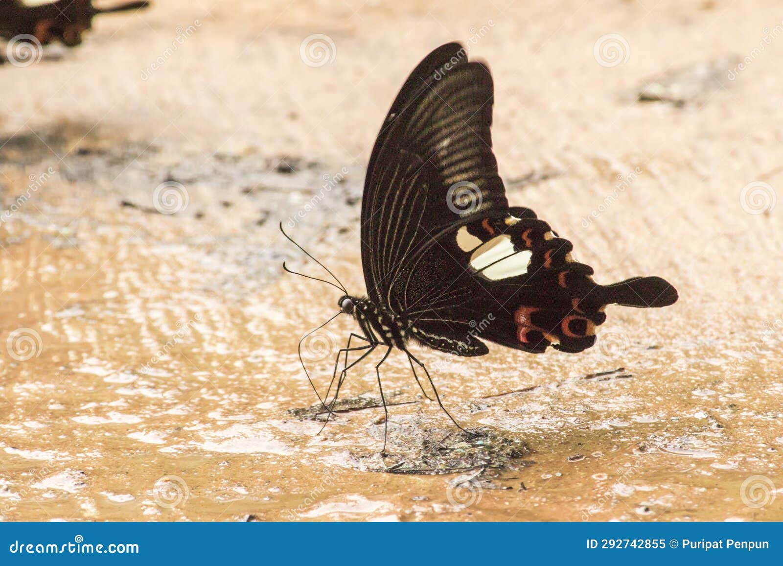 papilio helenus helenus red helen on the ground