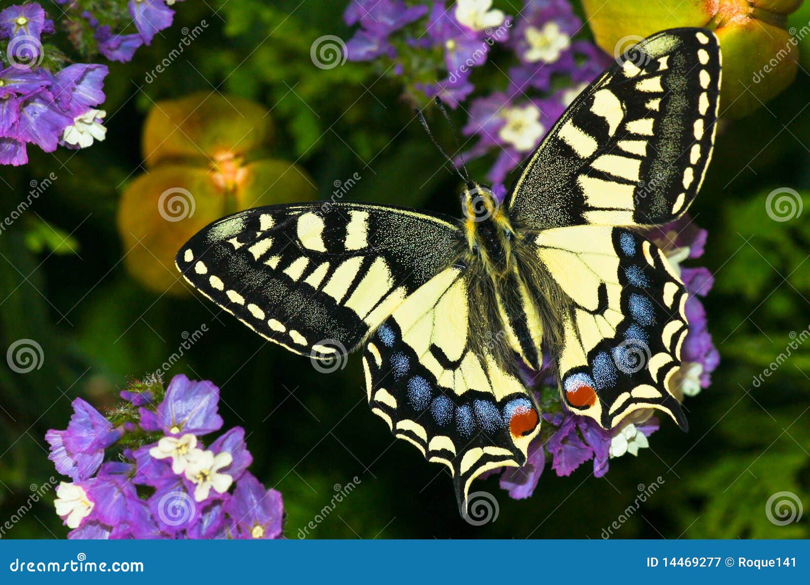 papilio machaon