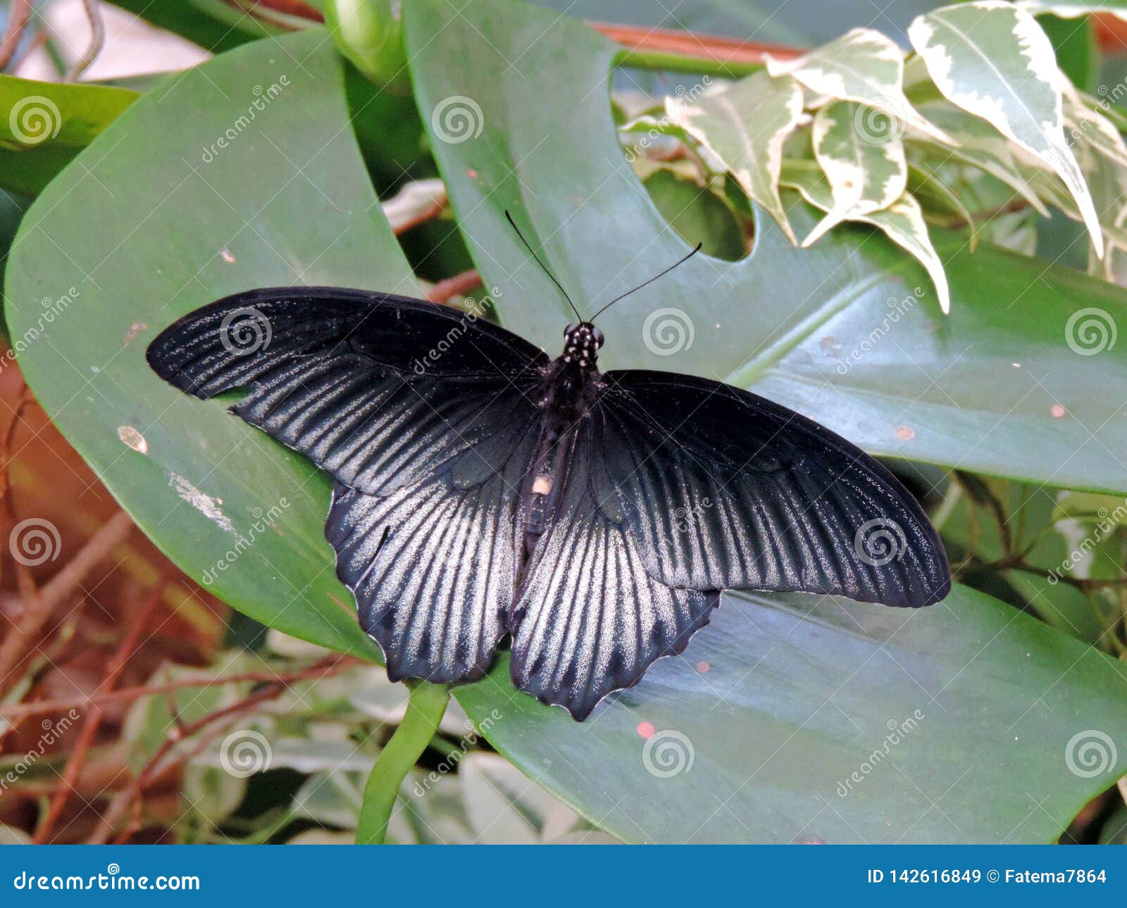 Papilio Memnon Butterfly Inside The Dubai Butterfly Garden Stock