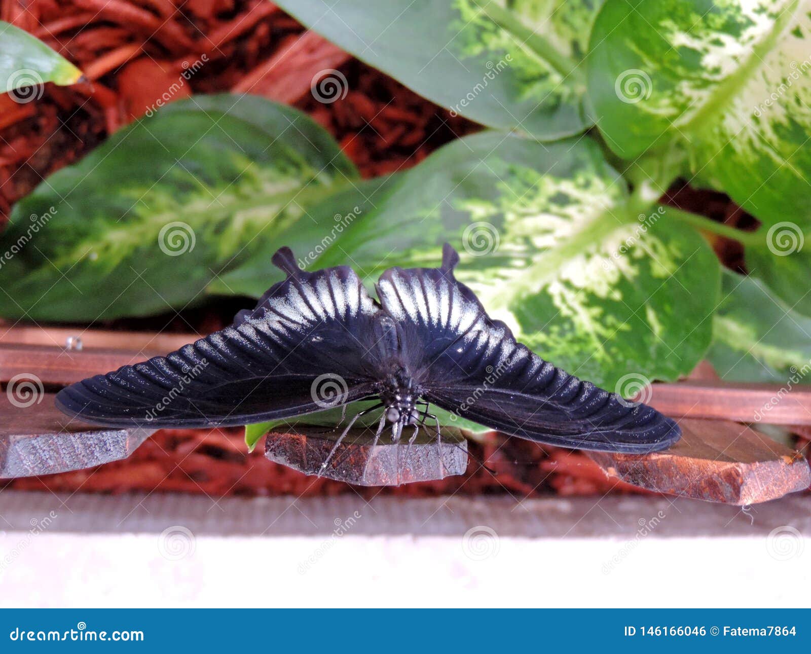 Papilio Memnon Butterfly Inside The Dubai Butterfly Garden Stock