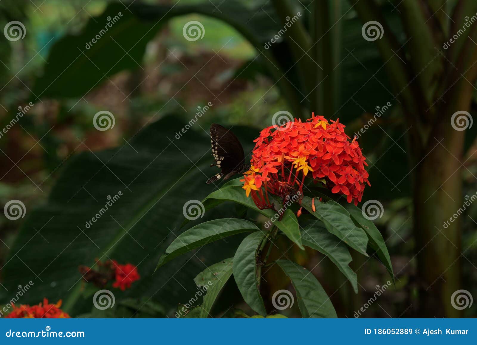 Black Swallow Tail Butterfly On Ixora Flower West Indian Jasmine Stock Image Image Of Flowering Diversity 186052889