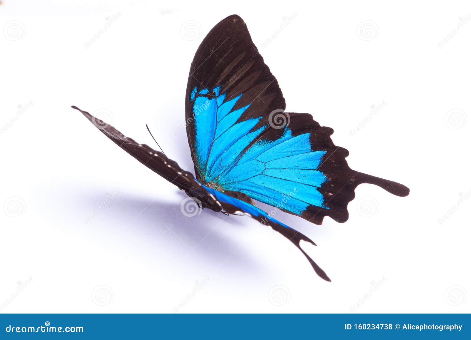 Papilio Ulysses Blue Butterfly on the White Background Stock Photo ...