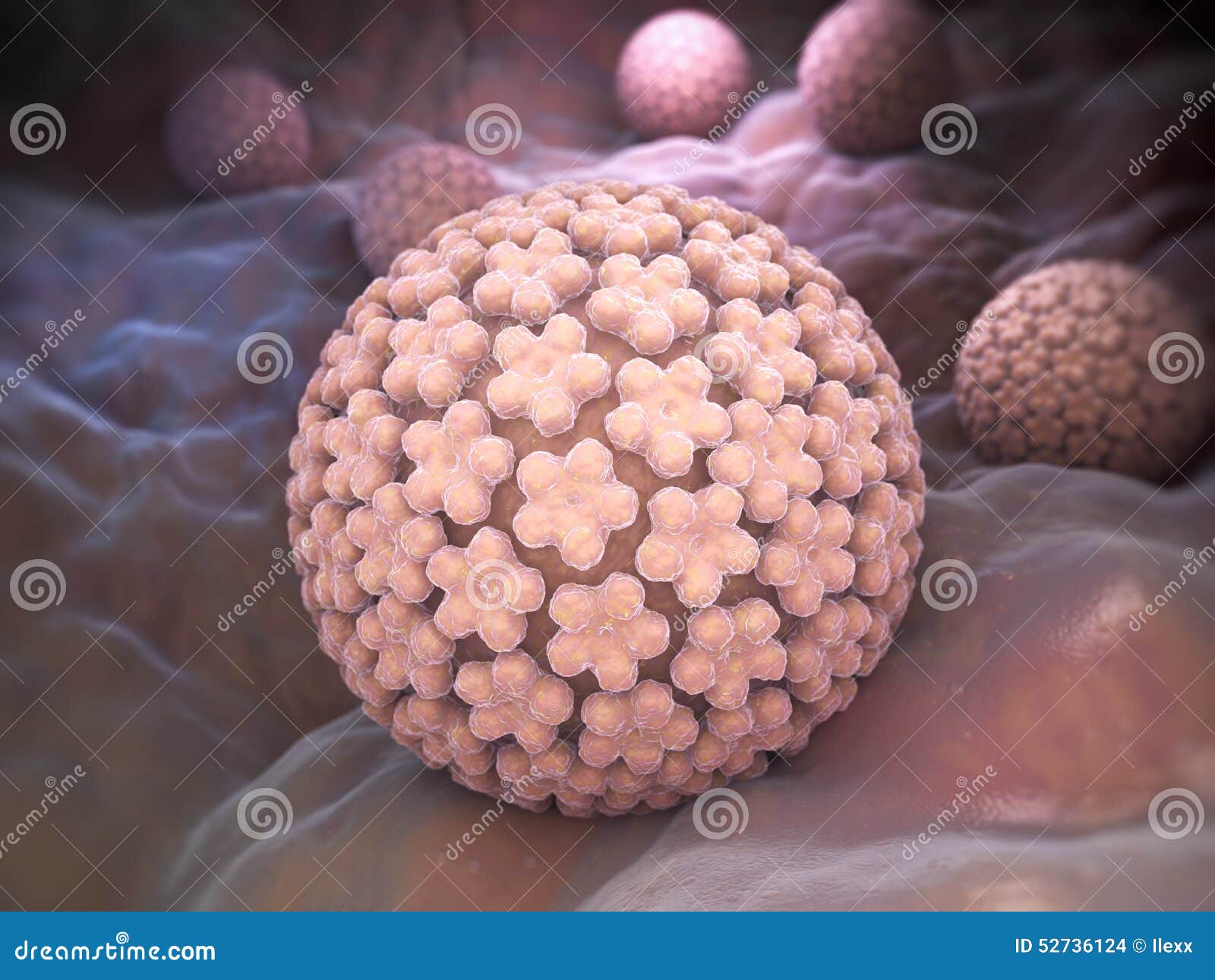 papilloma virus. hpv