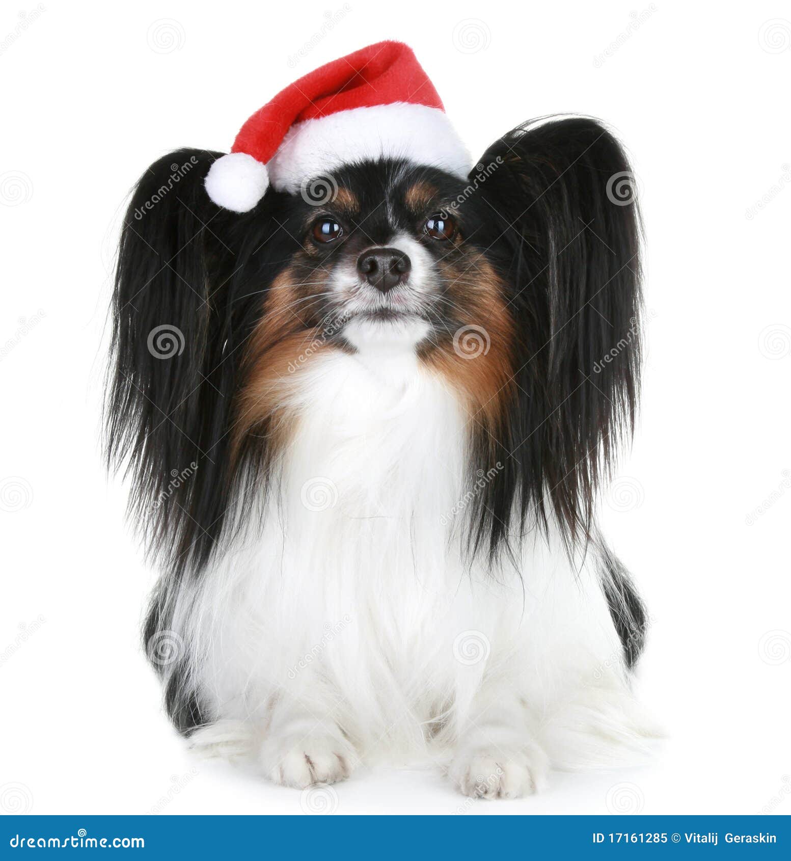 Papillon Breed Dog In Red Christmas Hat Stock Image Image of fluffy