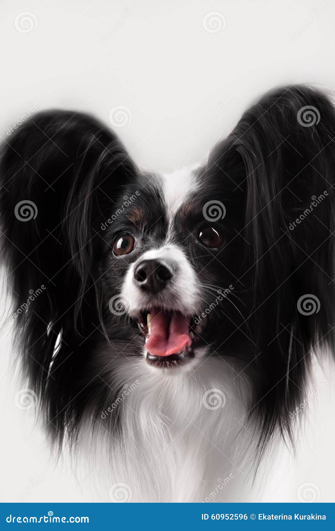 papillon breed dog on a white background