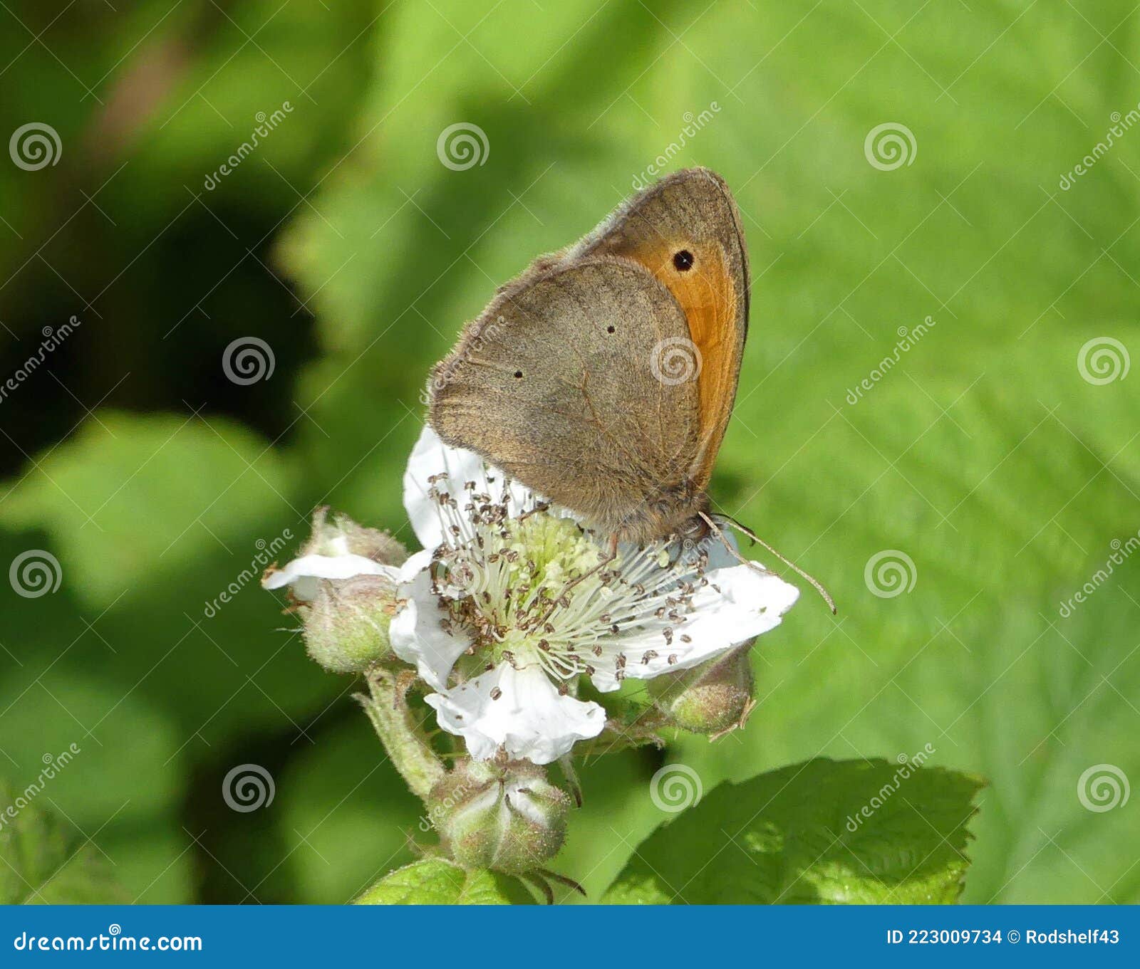 Papillon Brun De Prairie Se Nourrissant De Fleurs De Brasse Blanche Photo  stock - Image du fleur, papillon: 223009734