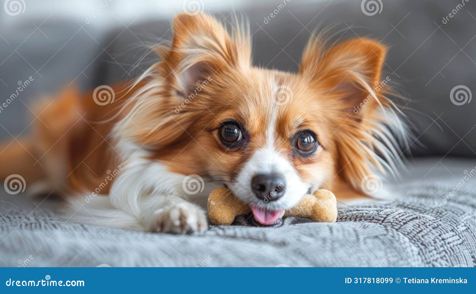 a papillon chewing on a small raw bone, highlighting the scale of the diet appropriate for smaller breeds, against a