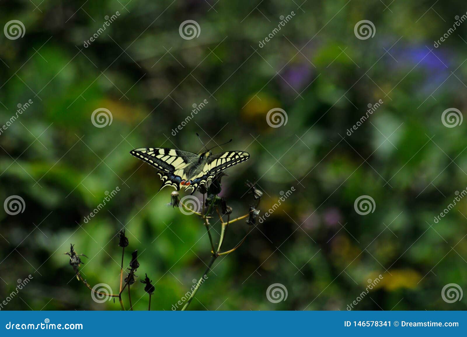 Papillon dans la forêt posant sur une fleur et très belle