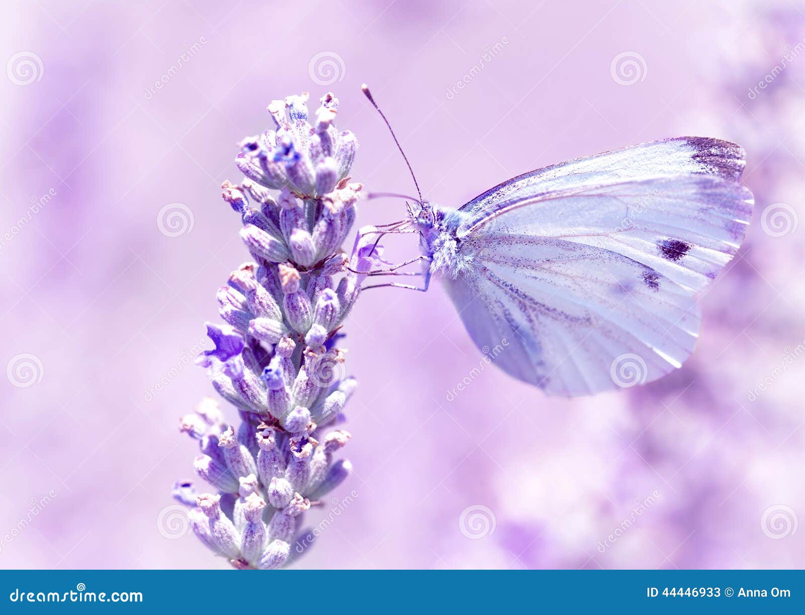 la backgrounds tumblr La Photo  Doux Papillon Fleur Sur Image  Lavande De stock