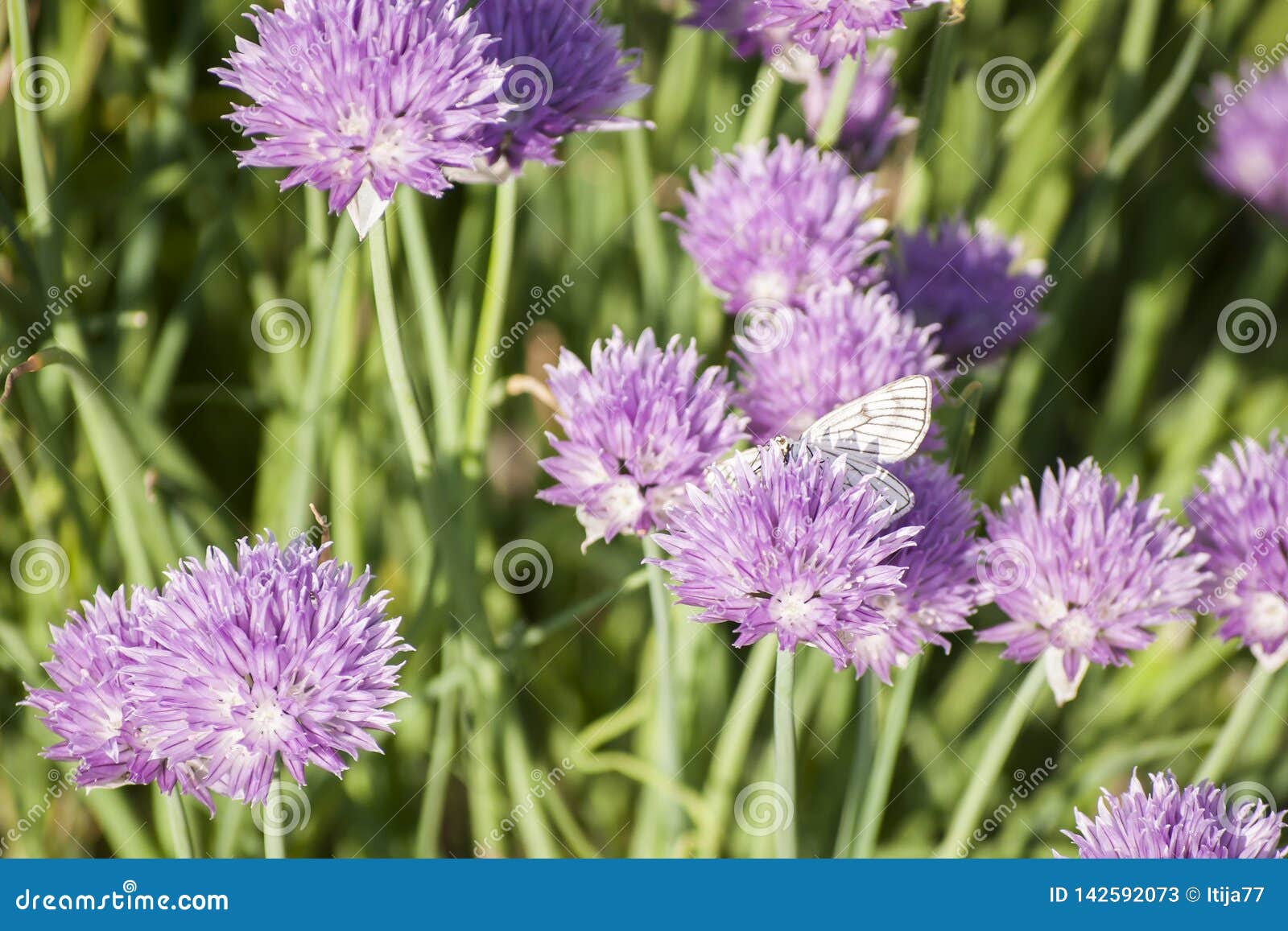 Papillon Et Fleurs Violettes De Ciboulette Au Soleil De Jardin D'été Image  stock - Image du beau, jardin: 142592073