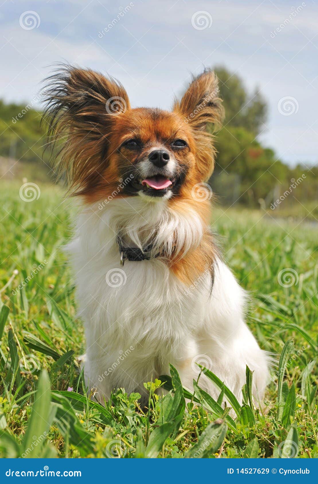 Papillon Hund Papillon Rassebeschreibung, Wesen, Haltung und Pflege