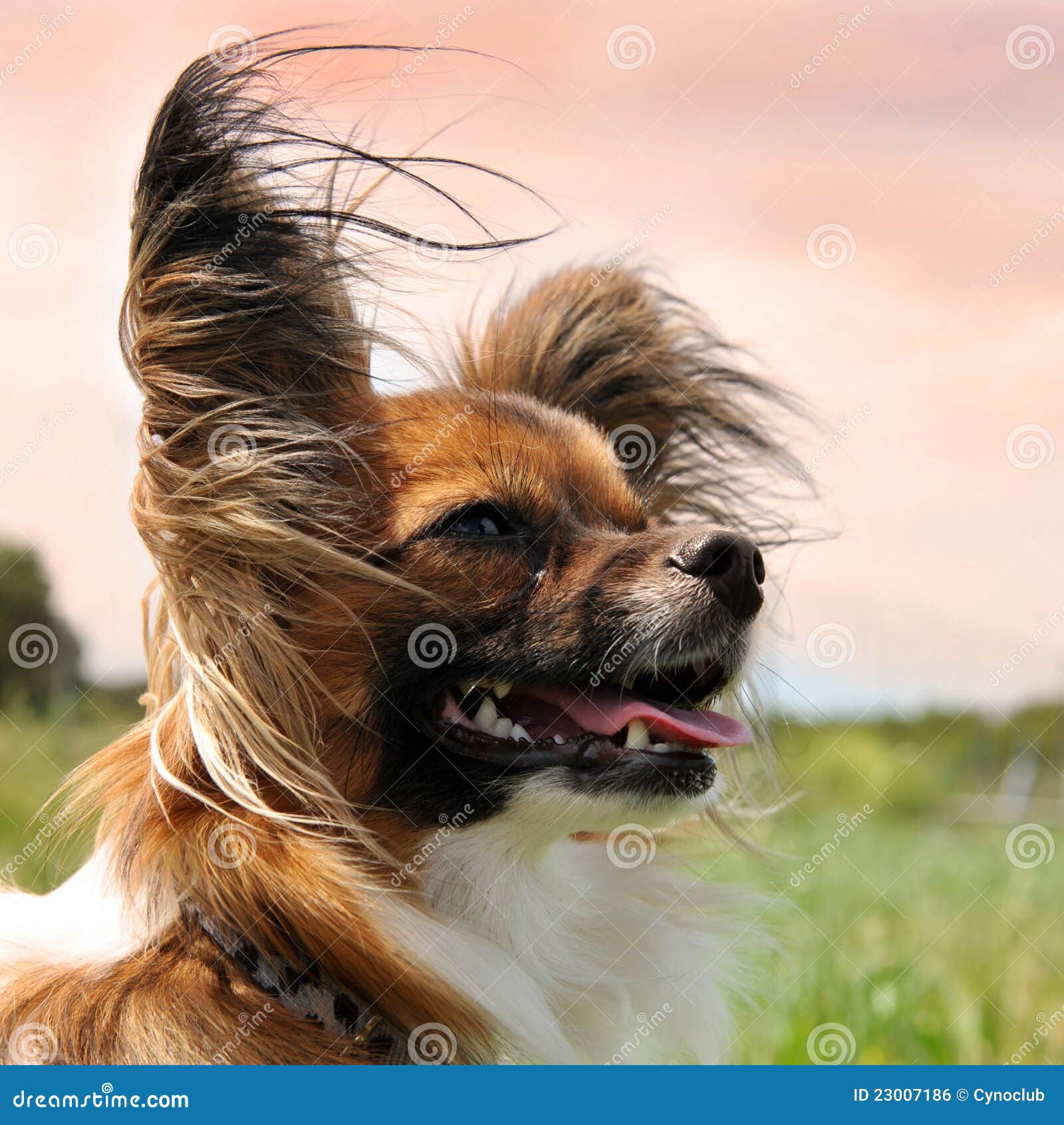 Papillon Hund stockfoto. Bild von nett, abend, hund, begleiter 23007186