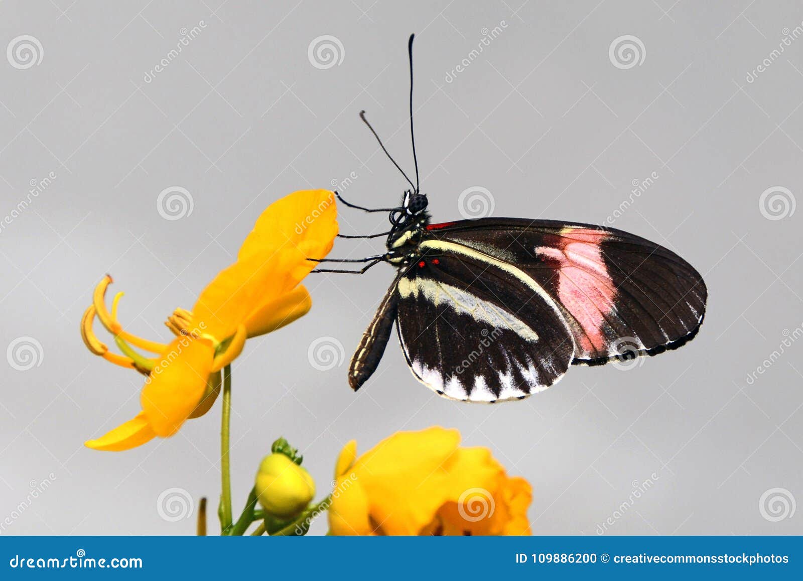 Papillon Noir Rose Et Blanc Percha C Sur Le Pa C Tale Jaune A Fleurs Image Image