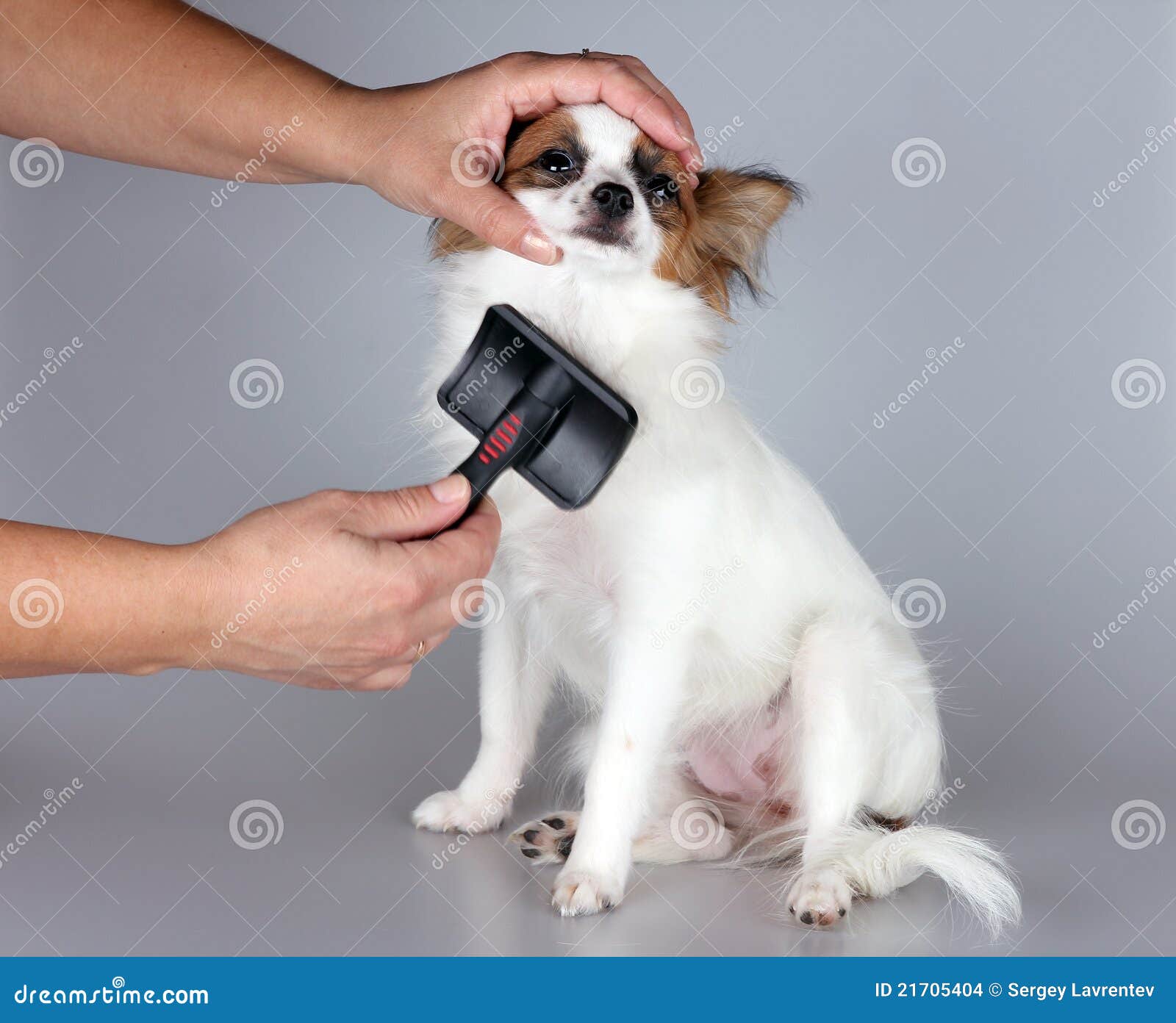 https://thumbs.dreamstime.com/z/papillon-puppy-21705404.jpg