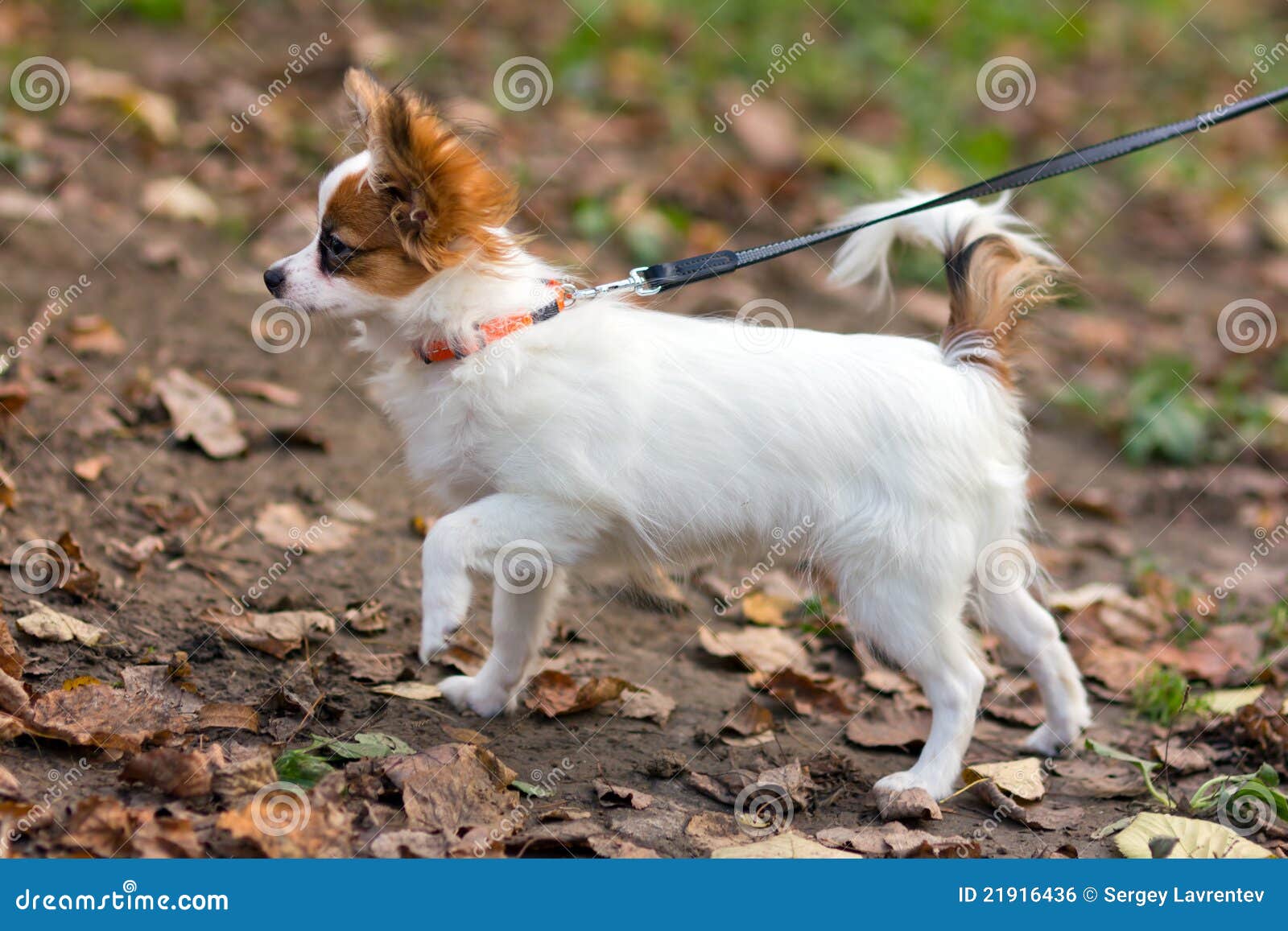 Papillon Puppy And Travel Plastic Carrier For Pet RoyaltyFree Stock