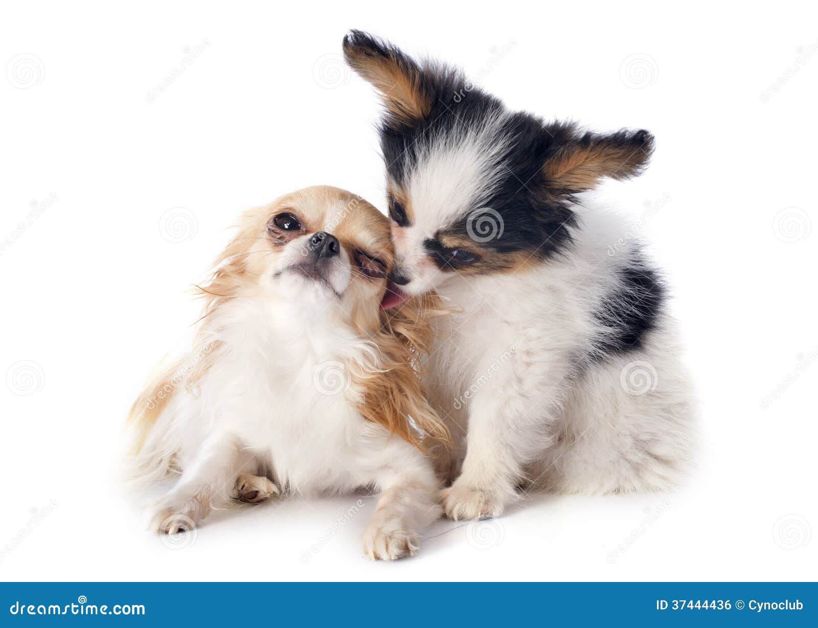 Puppy and Chihuahua Photo - Image young, puppy: 37444436