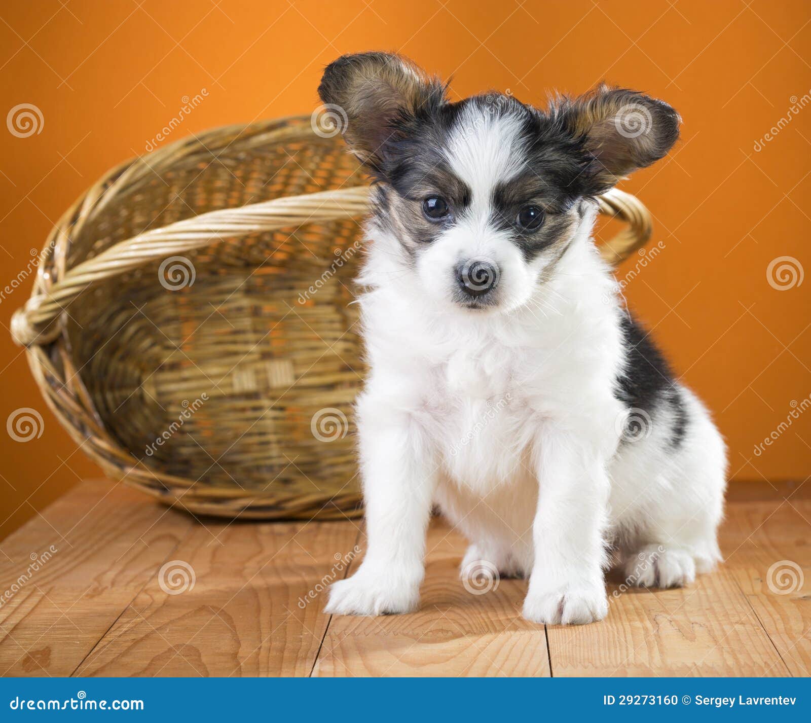 Papillon Puppy sitting near wicker basket on a orange background