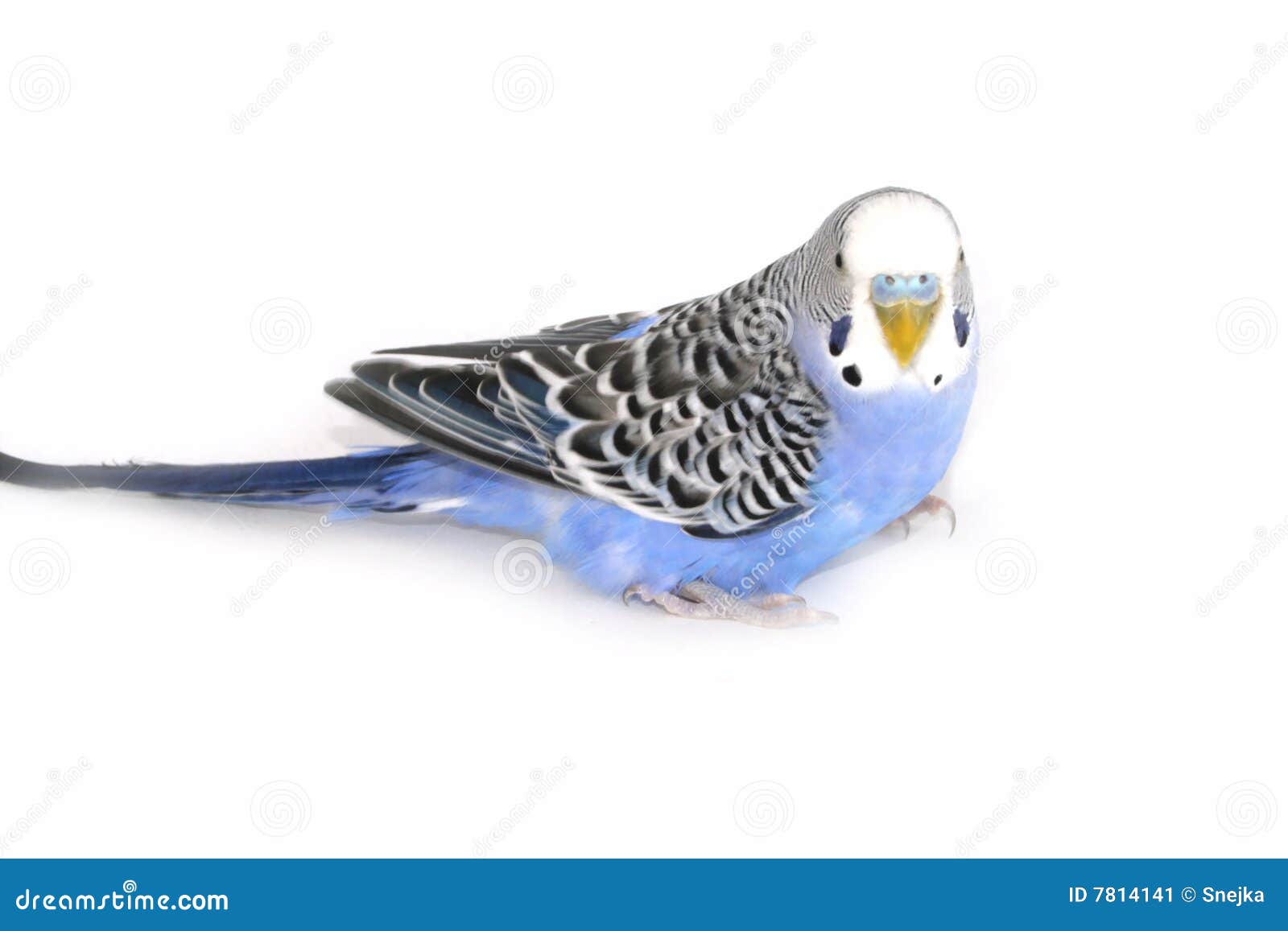 2 Collari Per Pappagalli - Recupero E Protezione Per Uccelli Domestici - Foto 13