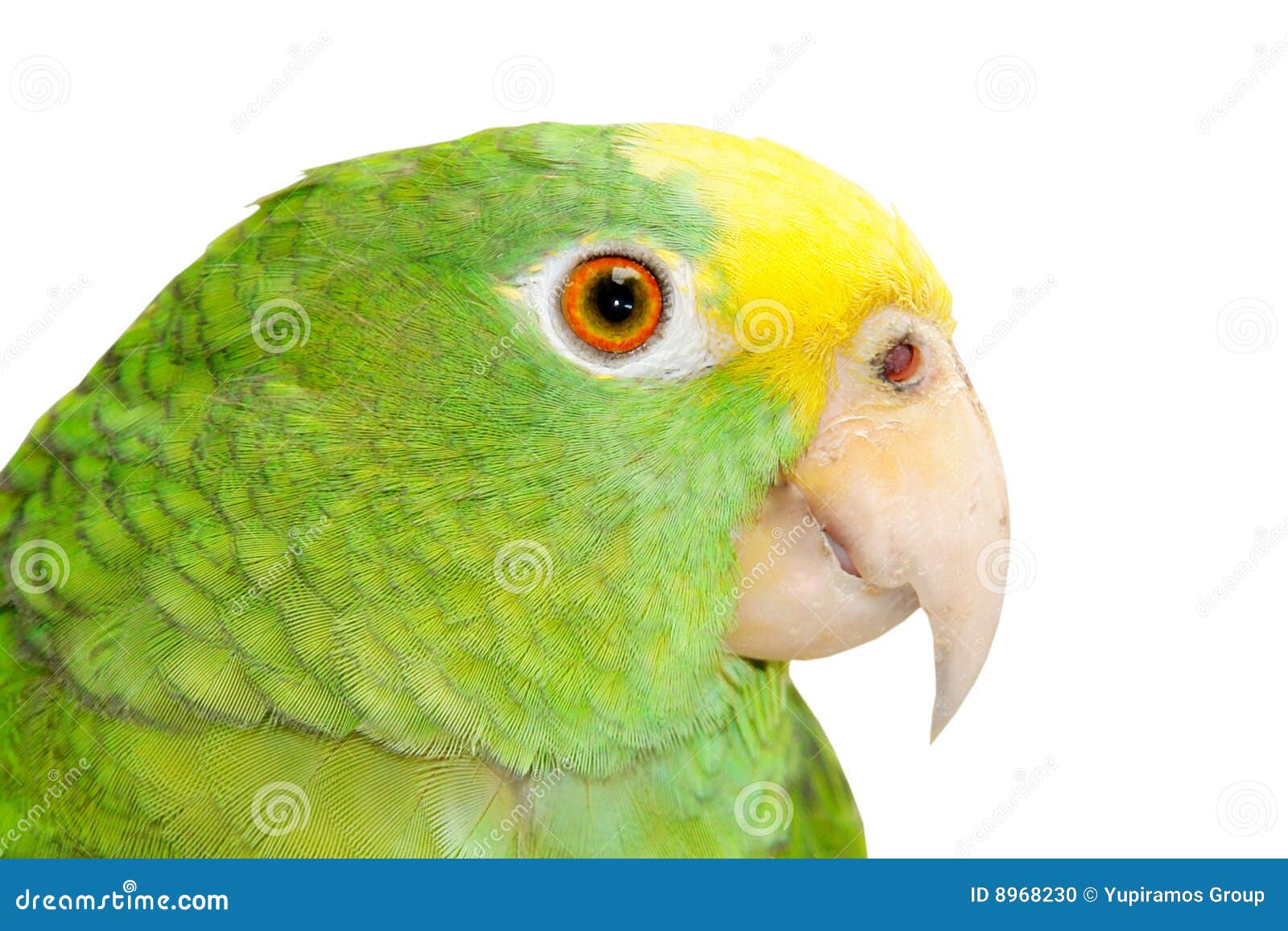 Pappagallo verde fotografia stock. Immagine di colore 8968230